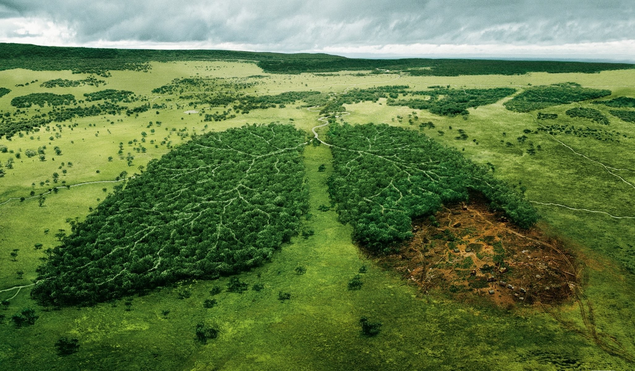 2054x1200 forest ecology tree nature landscape river deforestation world fund wild wwf  wallpaper