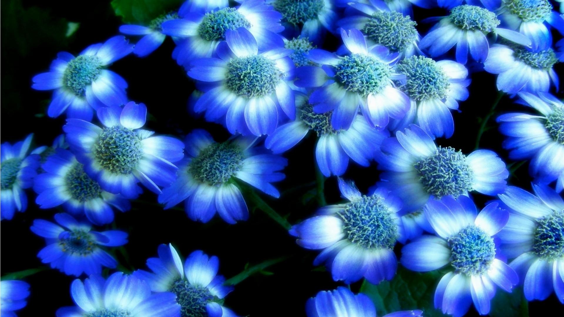 1920x1080 7. blue-lotus-flower-wallpaper7-600x338