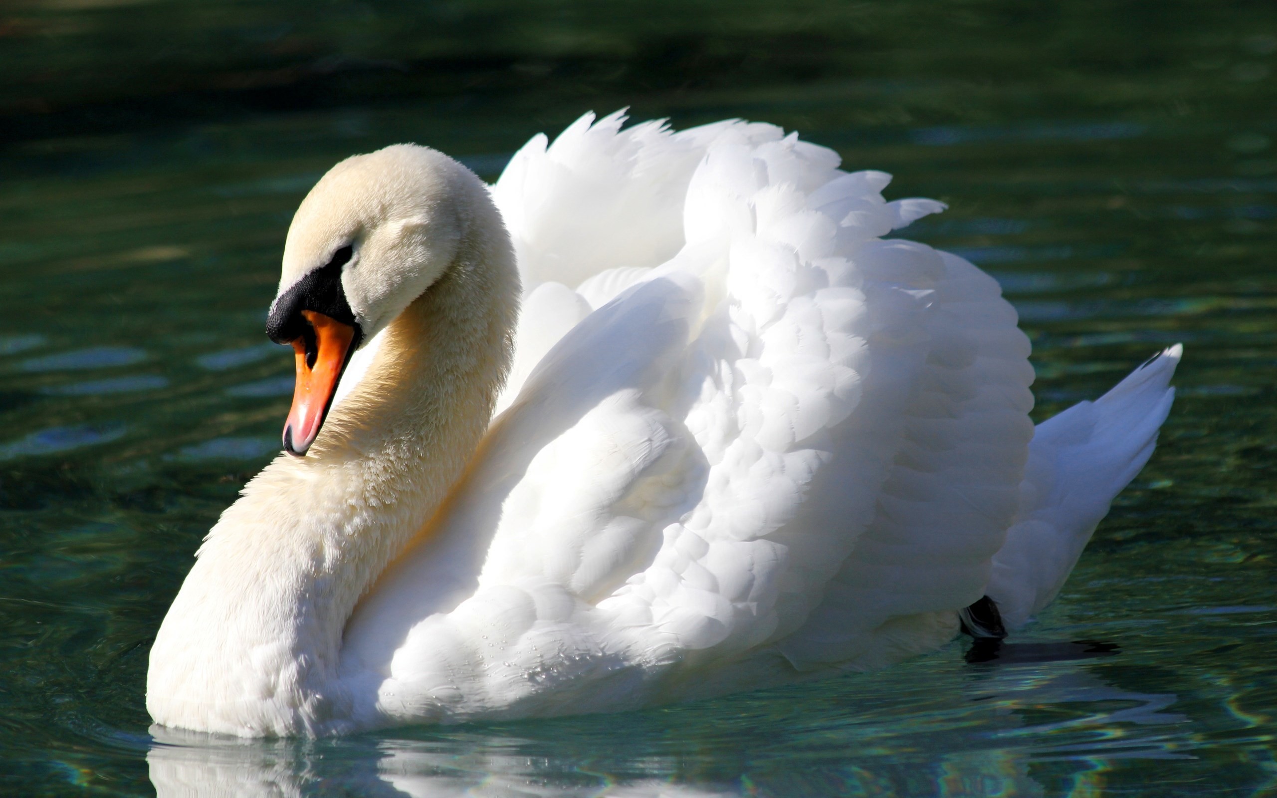2560x1600 ... mute swan wallpapers 1080p high quality, 270 kB - Winifred Bishop ...