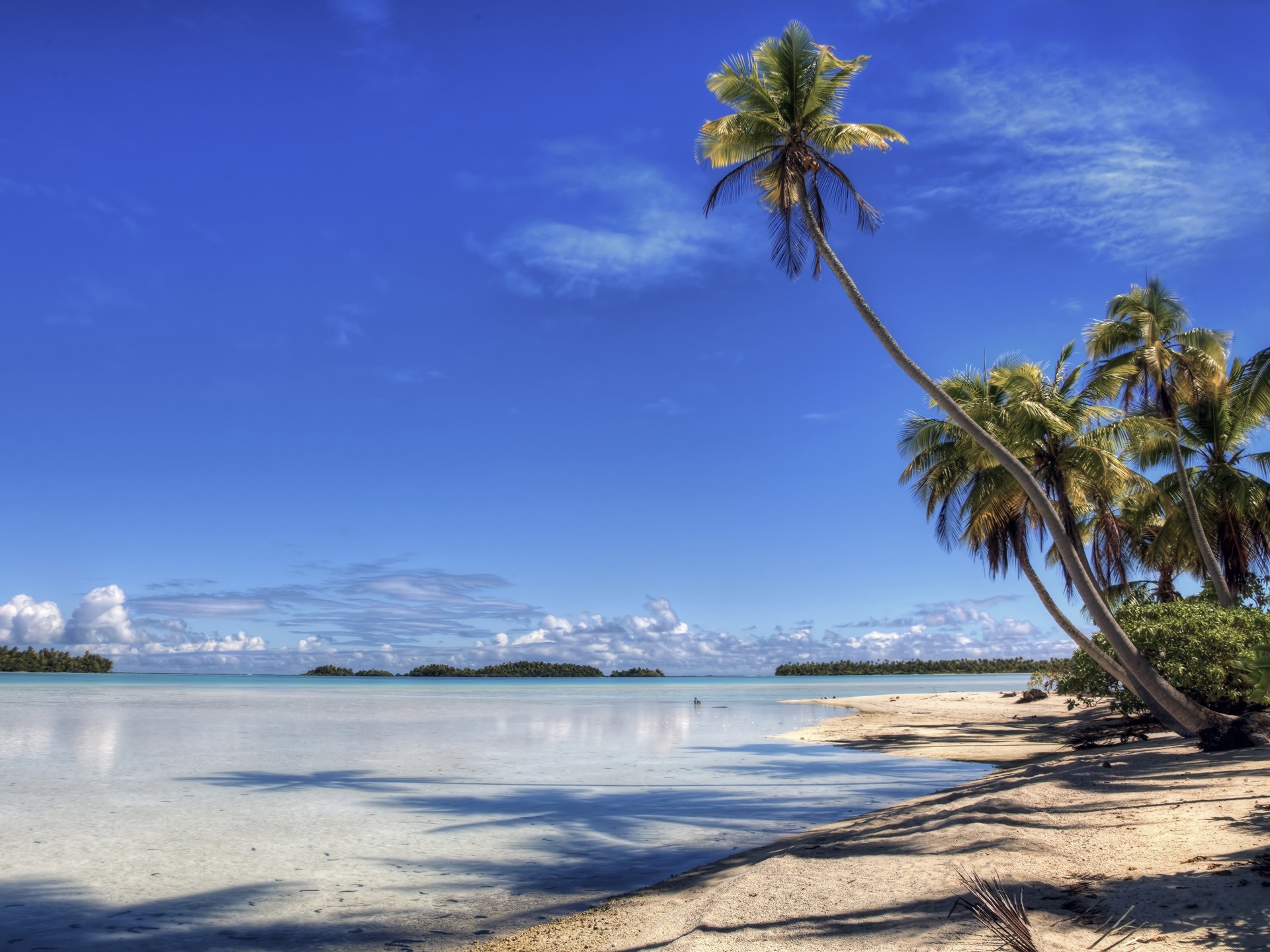 1920x1440 Leaning Palm Wallpaper Beaches Nature