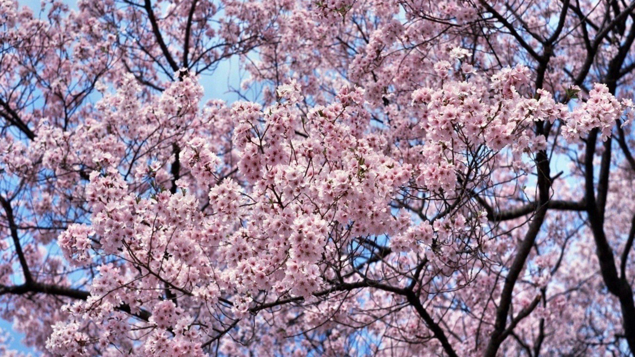 2400x1350 Japan cherry blossoms trees flowers wallpaper
