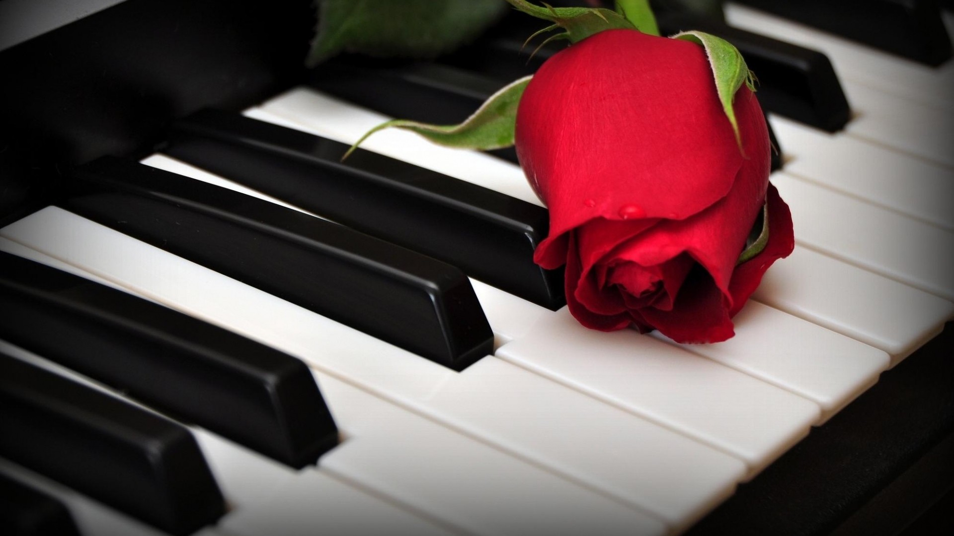 1920x1080  Wallpaper rose, flower, keys, piano