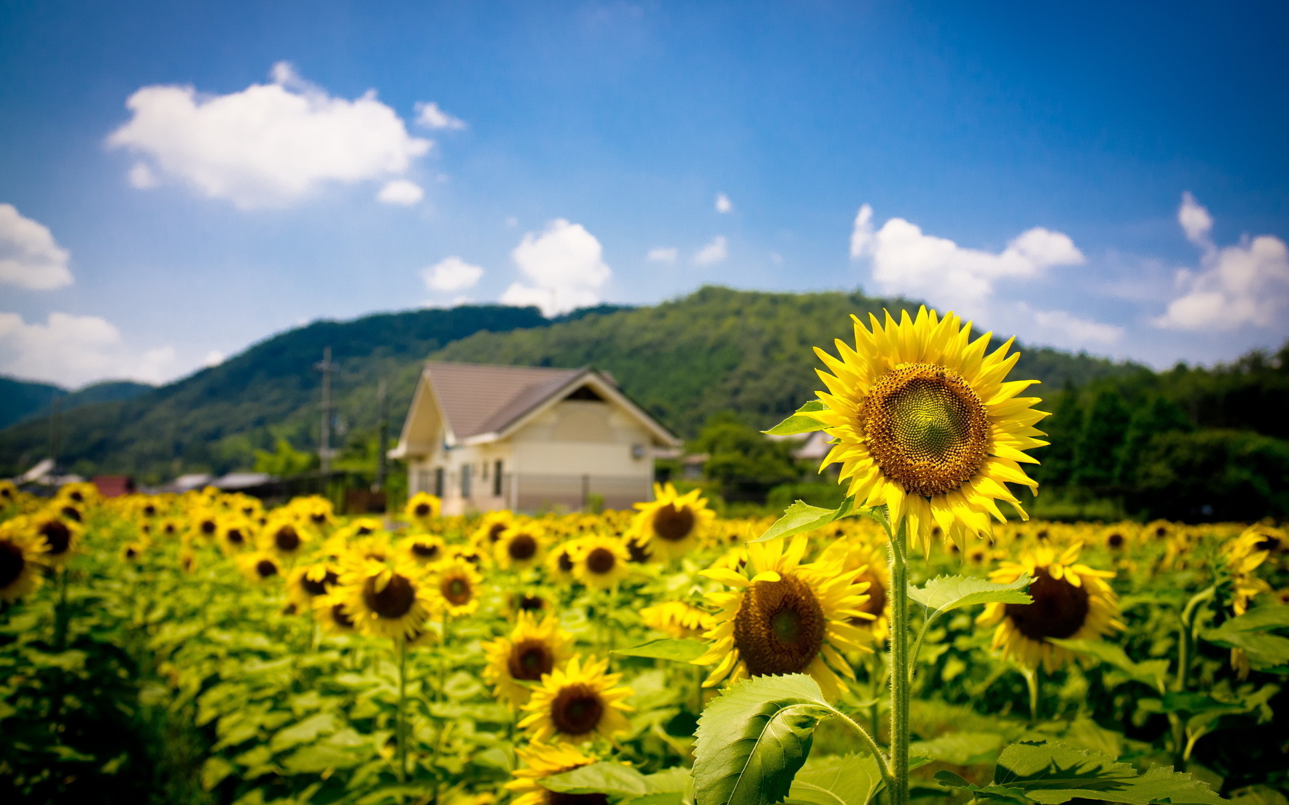 2560x1600 summer sunflowers field. Â«Â«