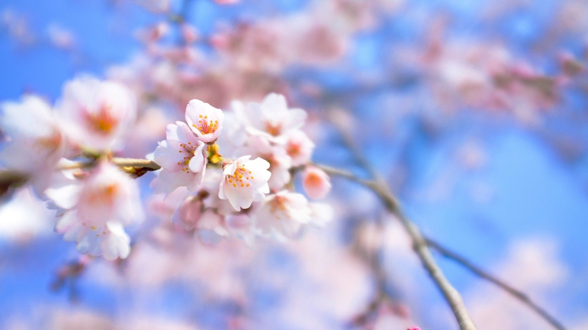 1920x1080 Cherry-blossom-flower-wallpapers.jpg (1920Ã1080) | Cheery blossoms | Sakura  | Pinterest | Wallpaper, Flower tree and Wallpaper backgrounds