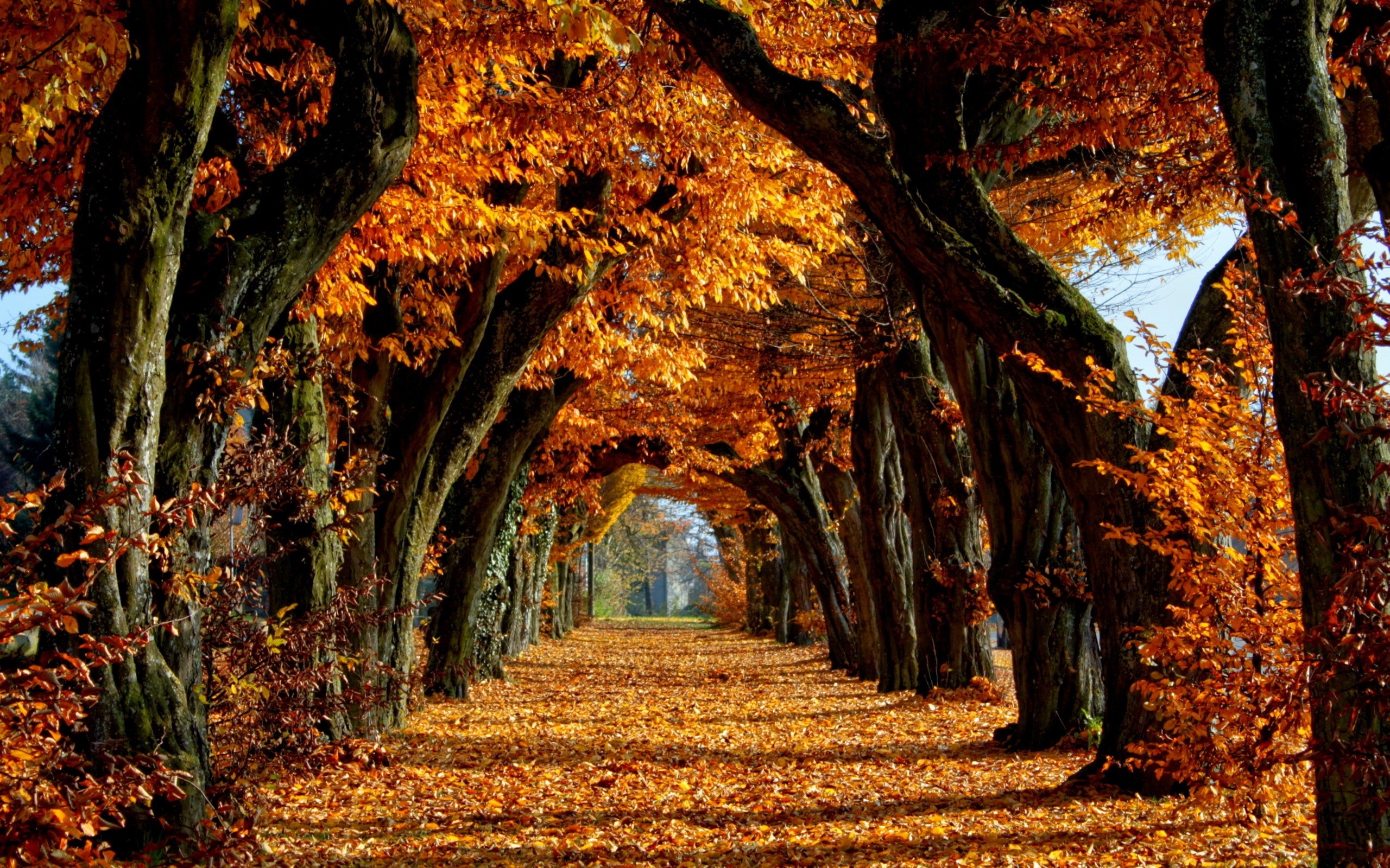 2560x1600 Autumn images Autumn HD wallpaper and background photos