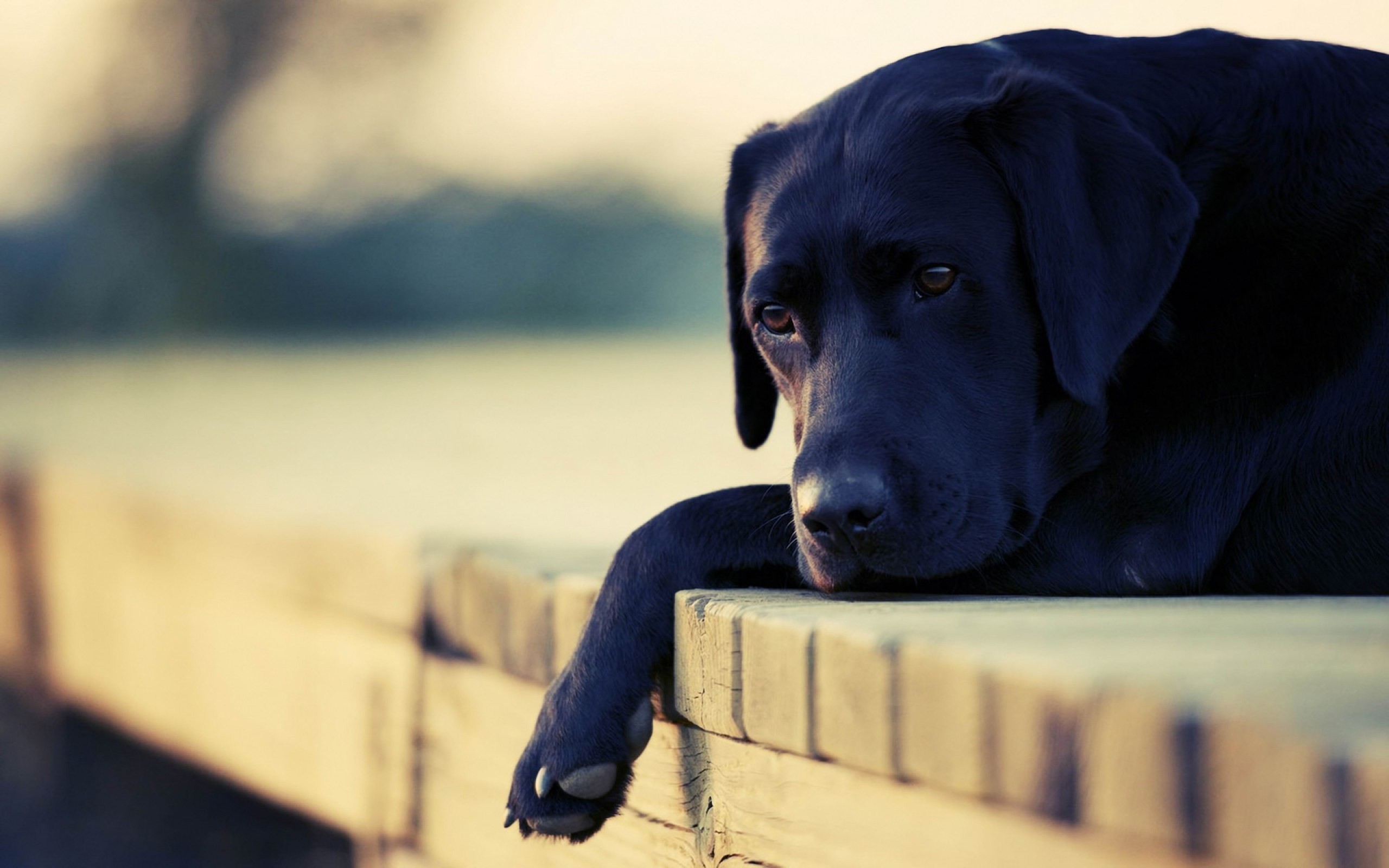 2560x1600 Black Dog HD Wallpapers - Free download latest Black Dog HD Wallpapers for  Computer, Mobile