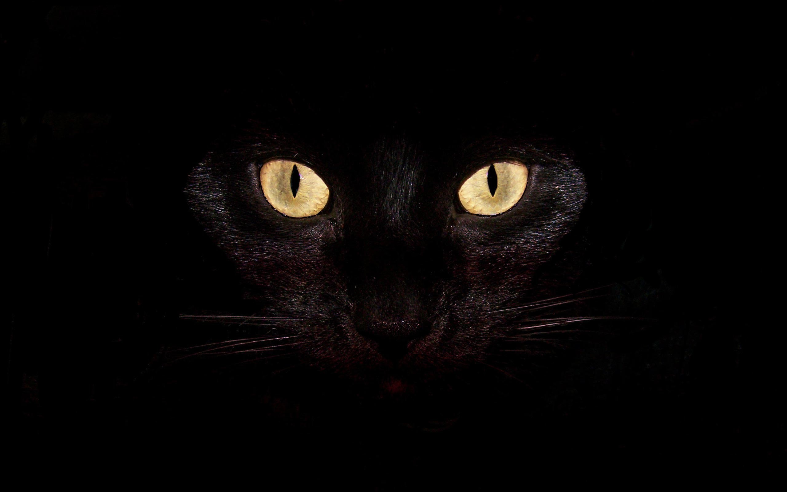 2560x1600 beautiful black cat background