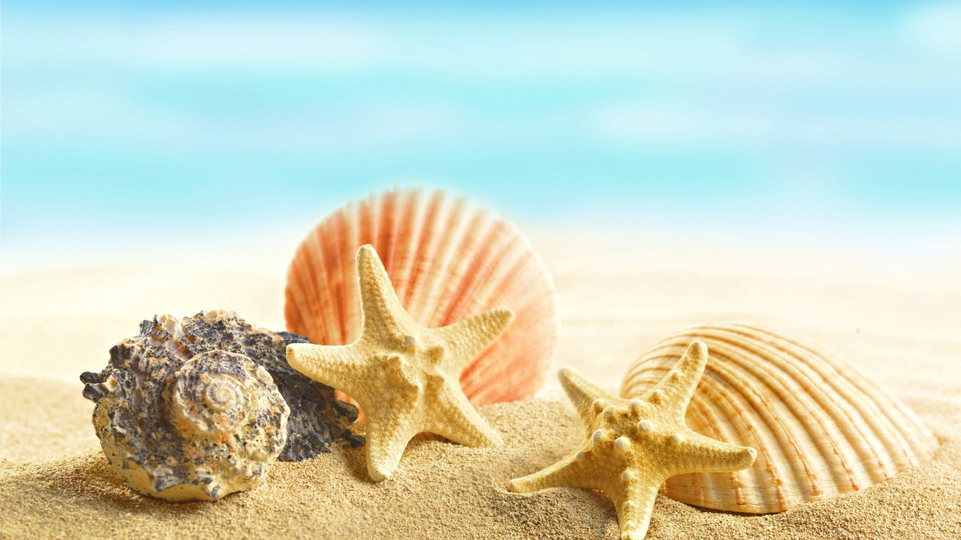 1920x1080 Seashell Tag - Beach Seashells Starfish Sand Seashell 3840Ã1080 Wallpaper  for HD 16: