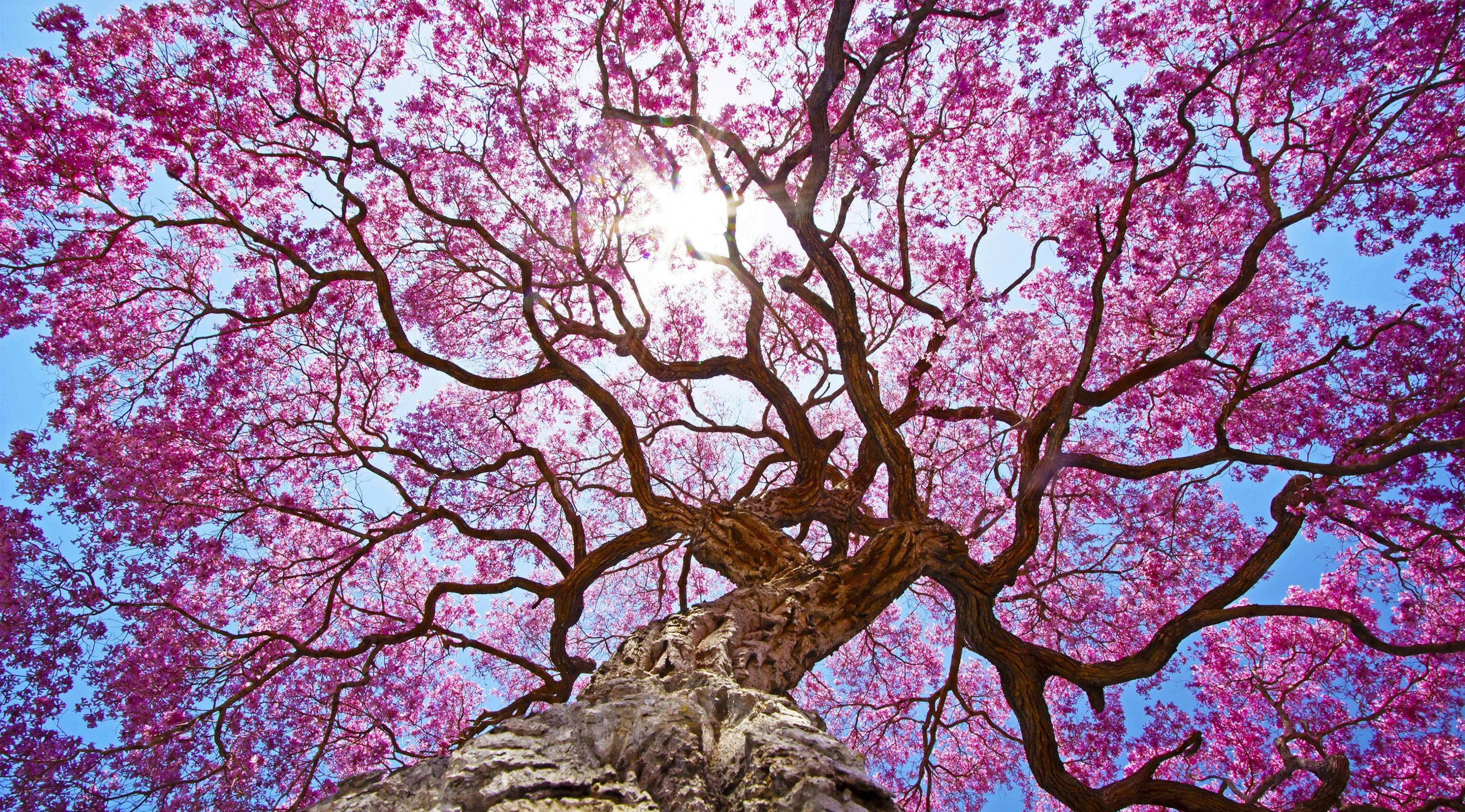 3554x1970 2560x1600 Cherry Blossom Desktop Wallpaper / Cherry Blossom Tree Wallpapers  For Pc