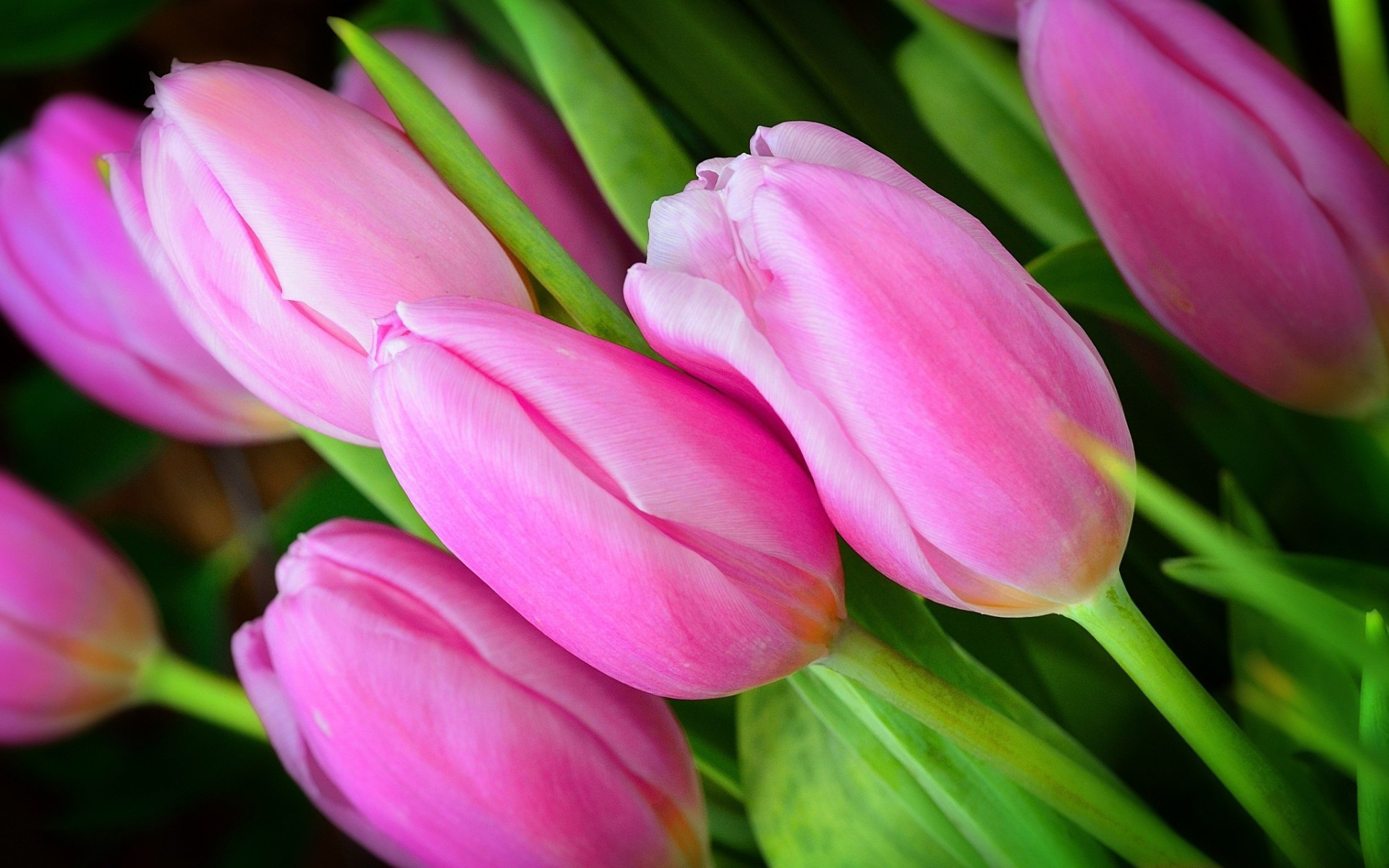 1920x1200 Photo Collection Pink Tulips Wallpaper 336