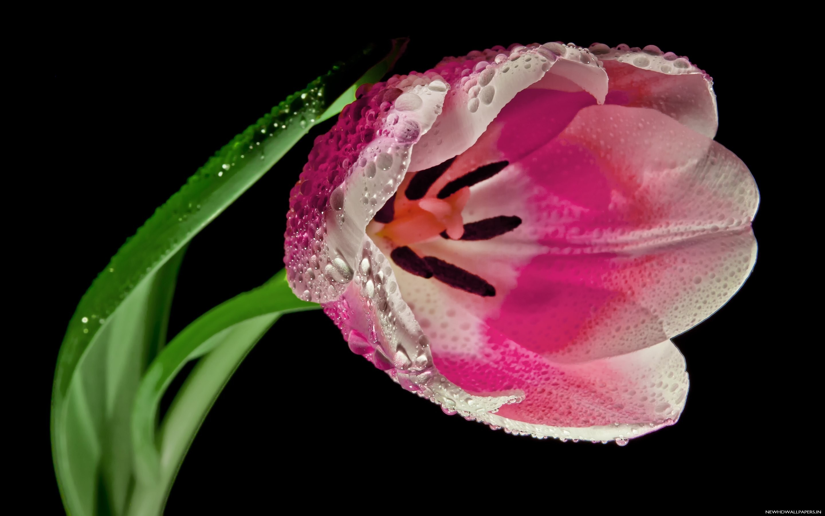 2880x1800 White Pink Tulip Wallpapers HD