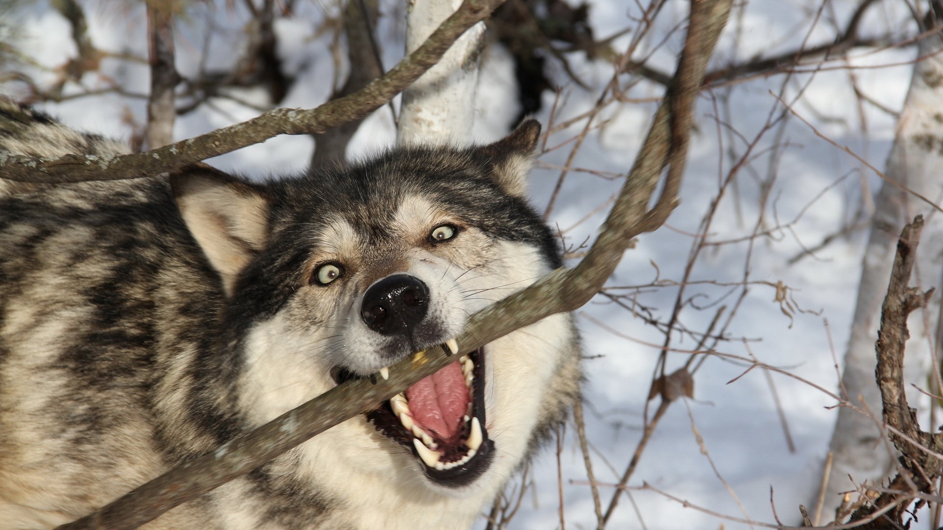 1920x1080 Preview wallpaper wolf, branch, teeth, dog, predator 