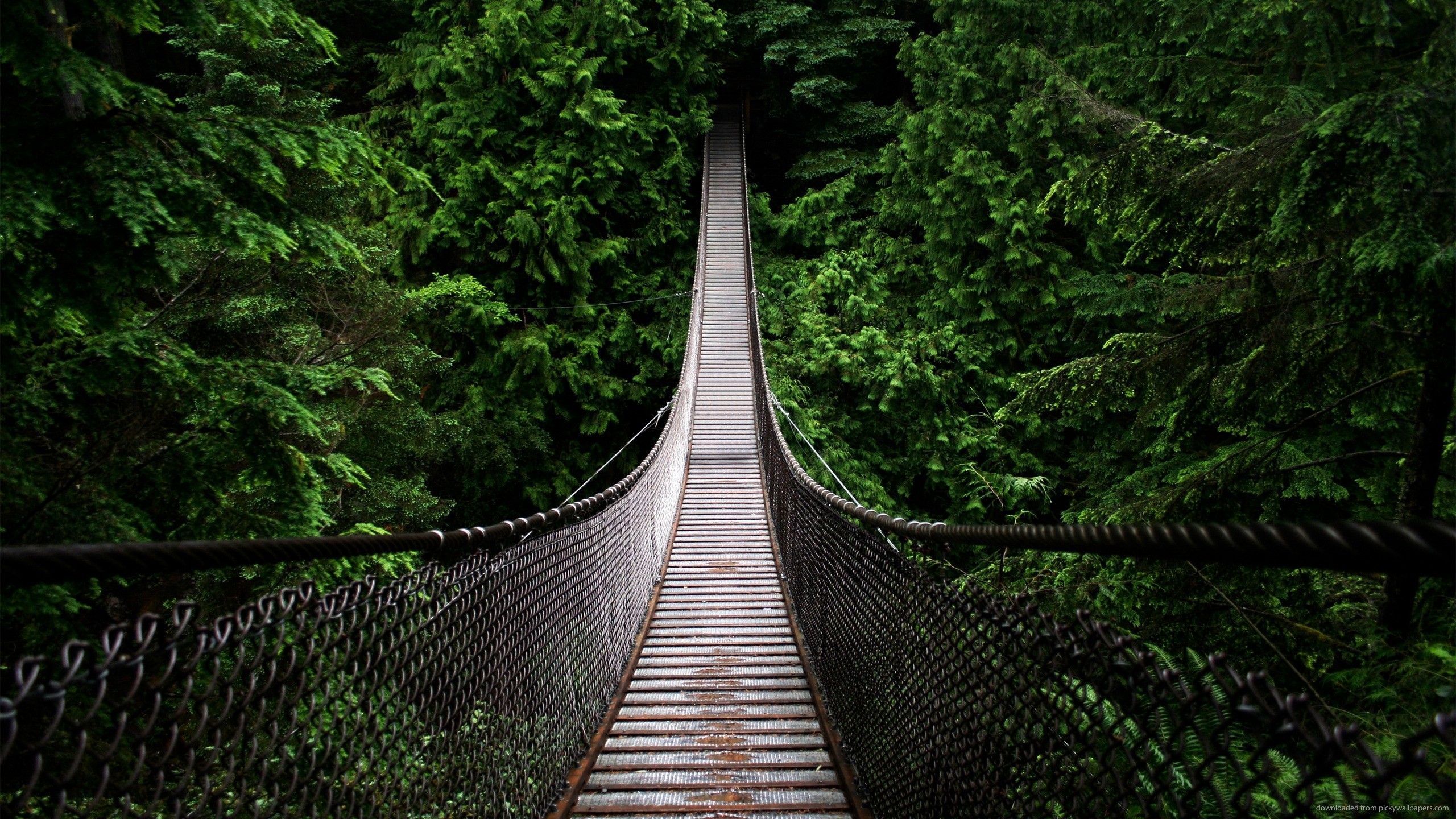 2560x1440 Bridge into the woods for 