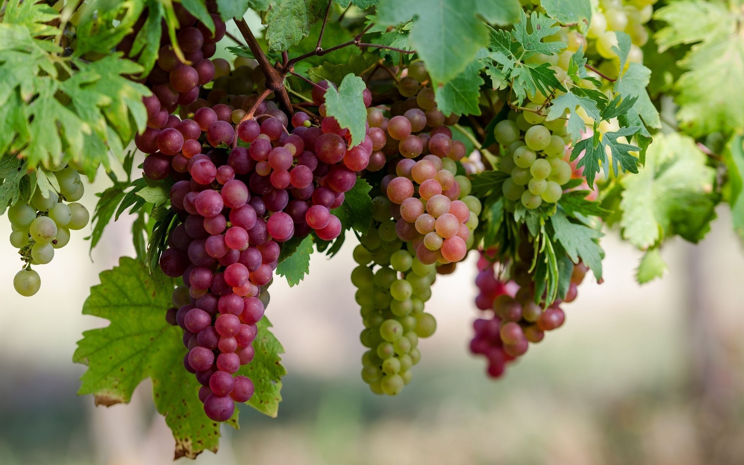 2560x1600 Fruit Grapes Wallpapers Photo Nature