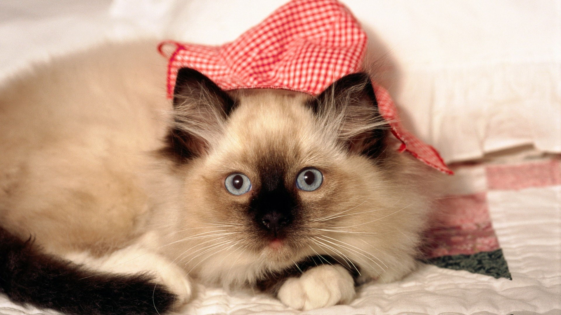 1920x1080 A siamese cat with hat wallpaper