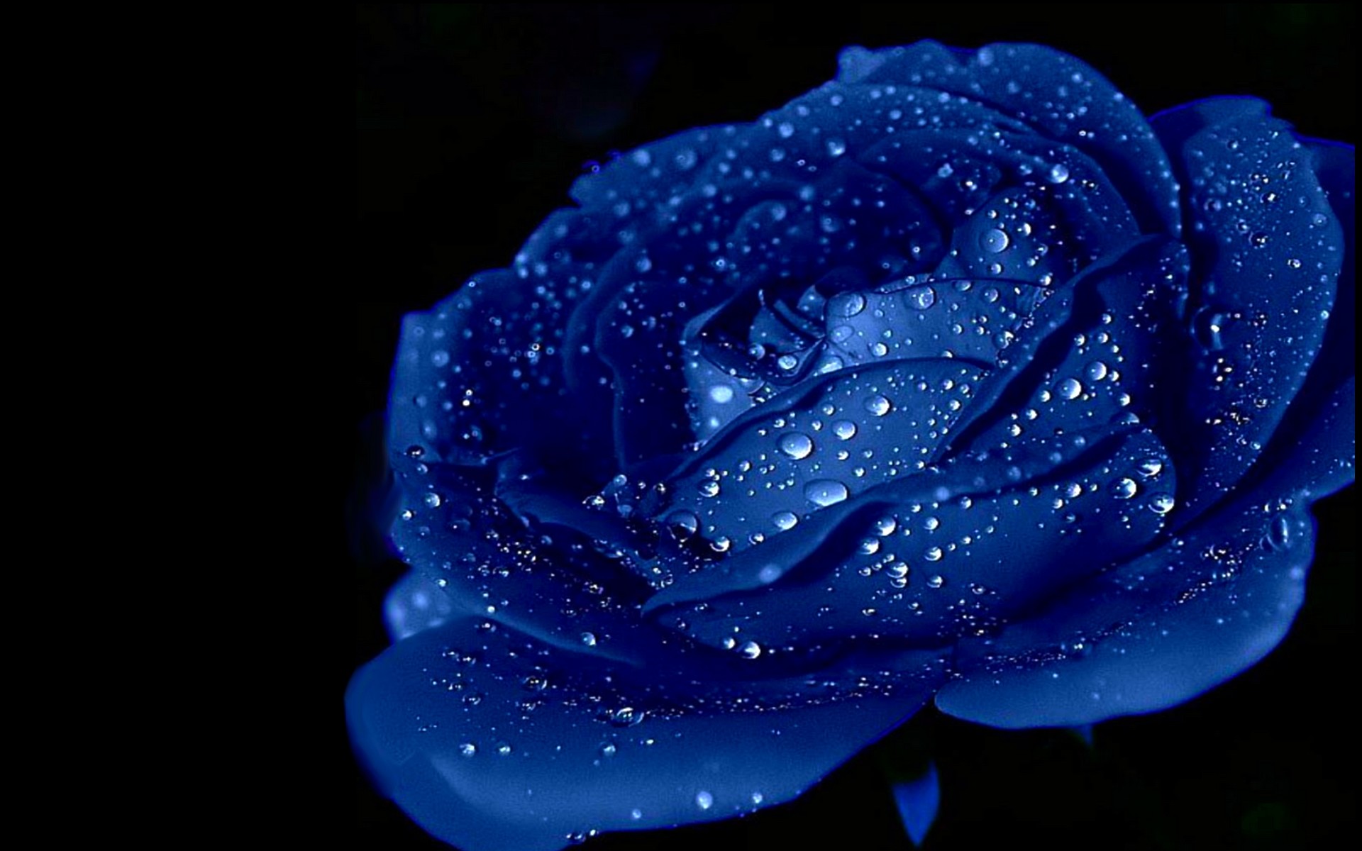 1920x1200 Beautiful Blue Roses | Beautiful Blue Rose Flower HD Wallpaper in Desktop .