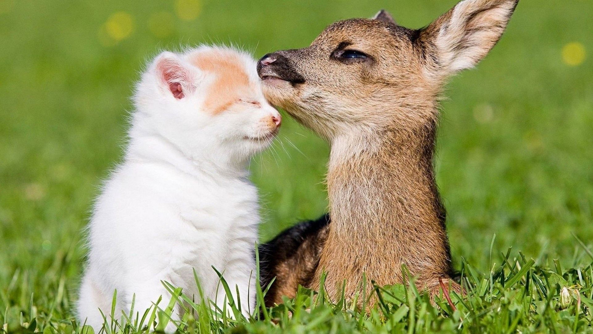 1920x1080 Farm Tag - Farm Amazing Child Cute Animal Cat Beauty Deer Super Pictures Of  Baby Animals