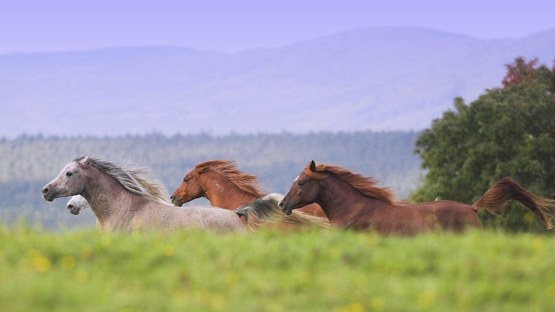 1920x1080 ... Images Wild Horses Wallpapers - Wallpaper Cave ...