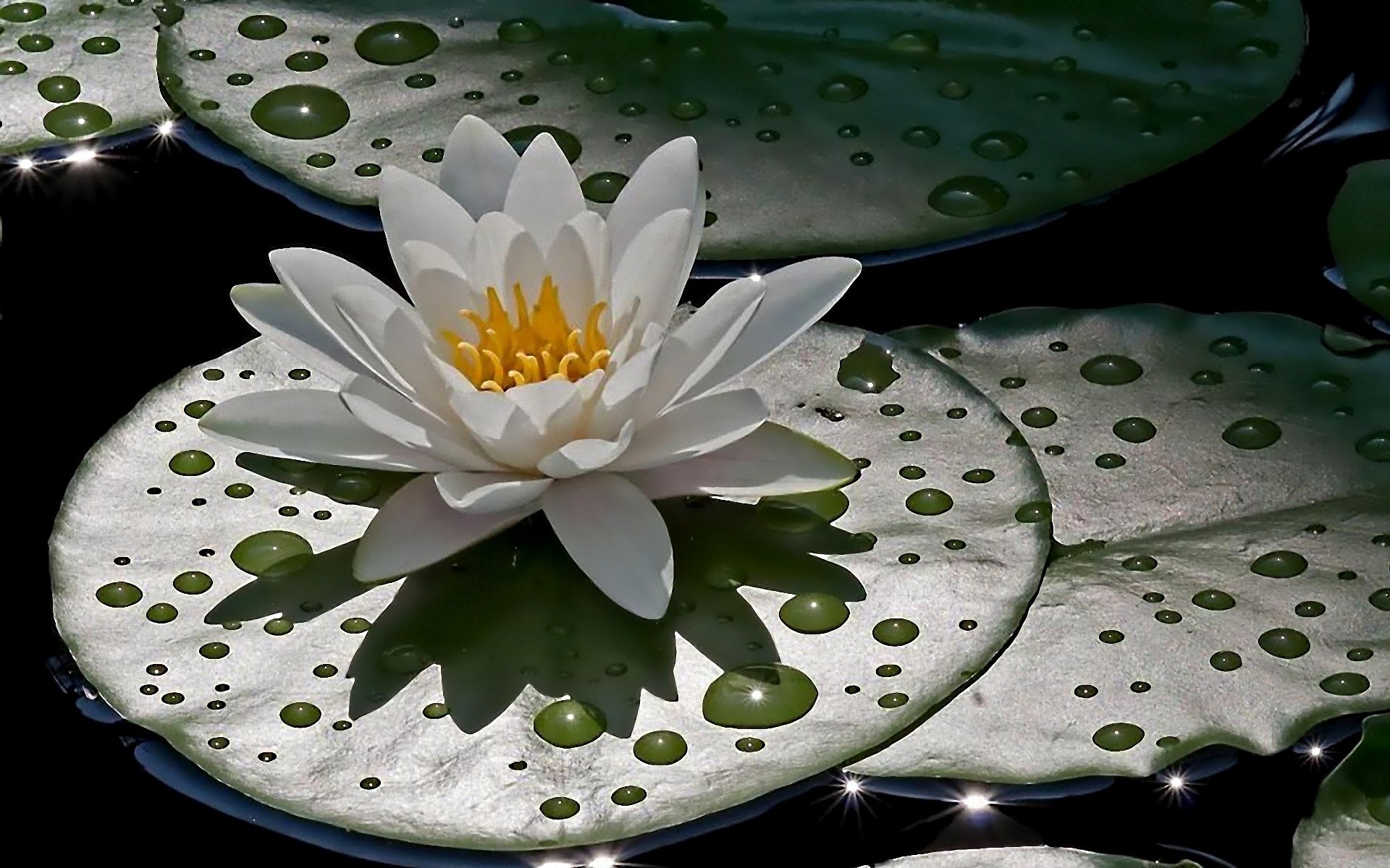 1920x1200  Wallpaper water lily, green, drops, water, glare