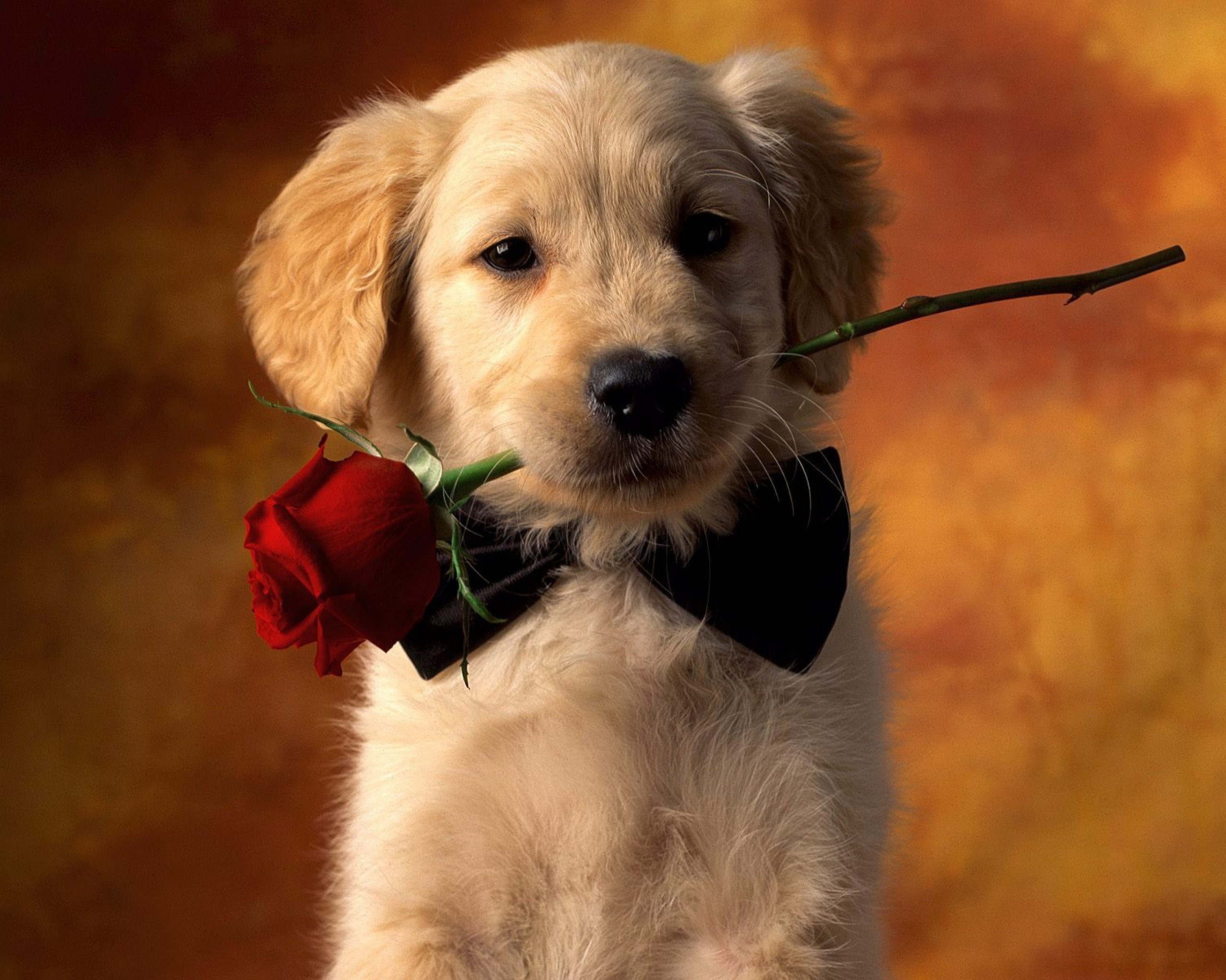 2560x2048 Animal - Dog Red Rose Rose Puppy Pet Animal Cute Wallpaper