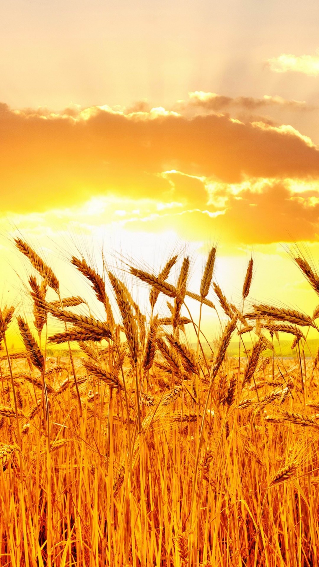 1080x1920 Golden Wheat Field At Sunset Wallpaper for SAMSUNG Galaxy S5