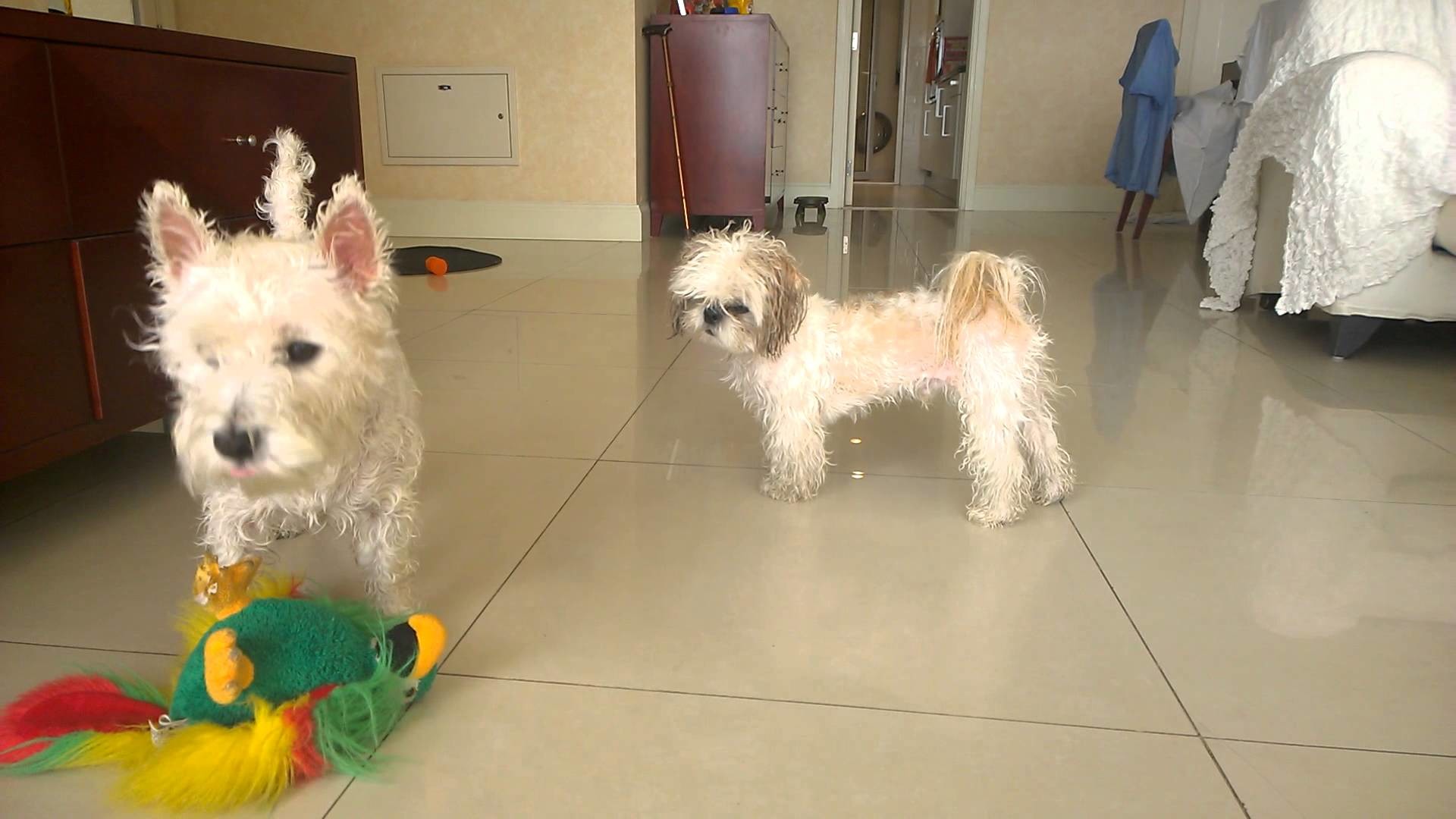 1920x1080 Westie annoys Chinese imperial dog after bath