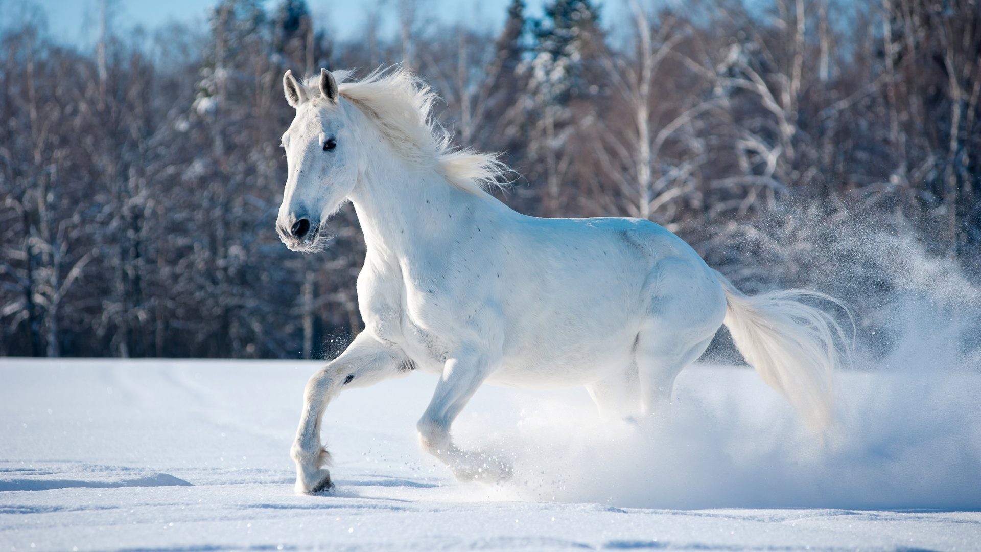 1920x1080 Horse Tag - Snow Horse Nature Winter Landscape Animals Hd Pic Download for  HD 16: