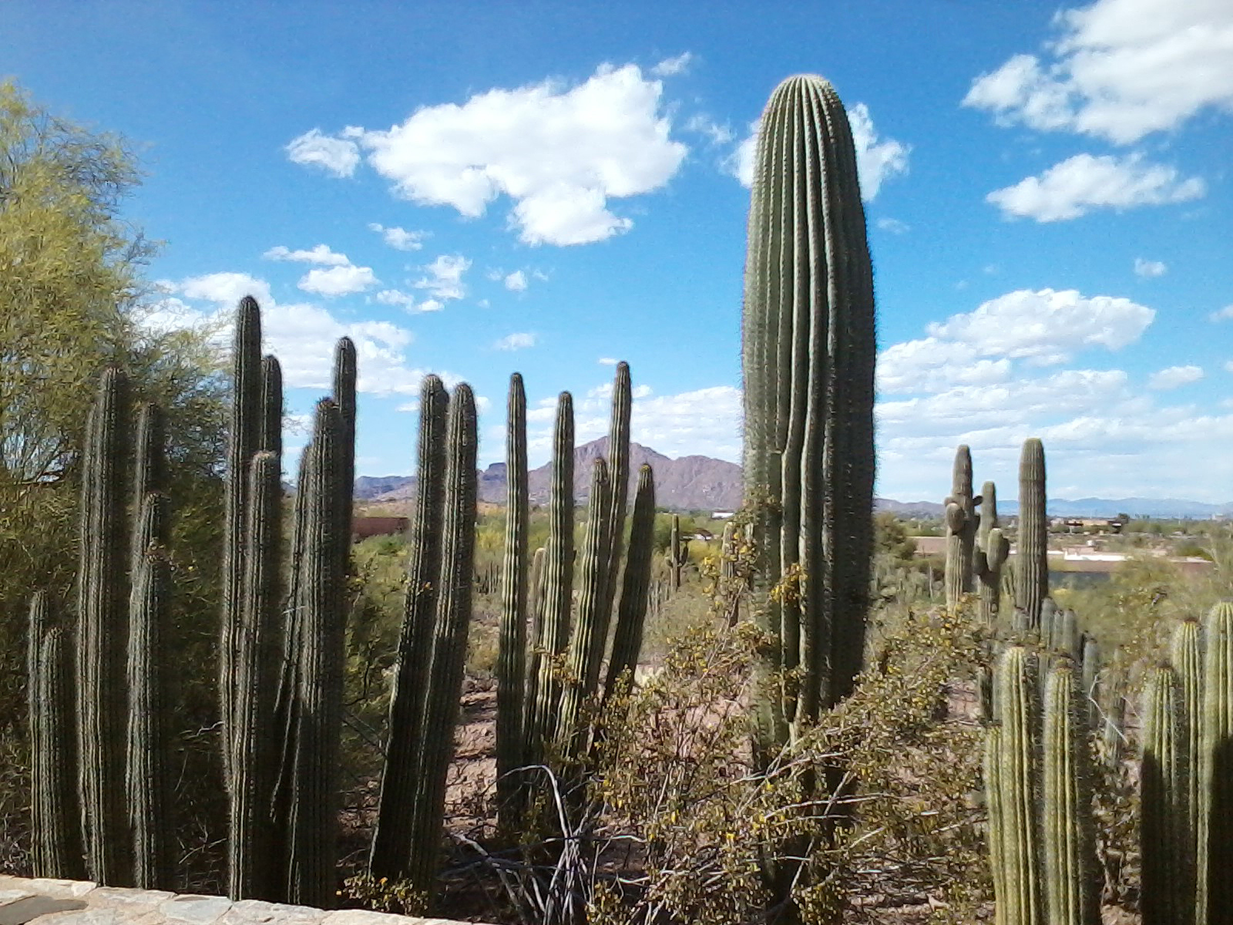 2400x1800 Earth - Desert Arizona Cactus Wallpaper