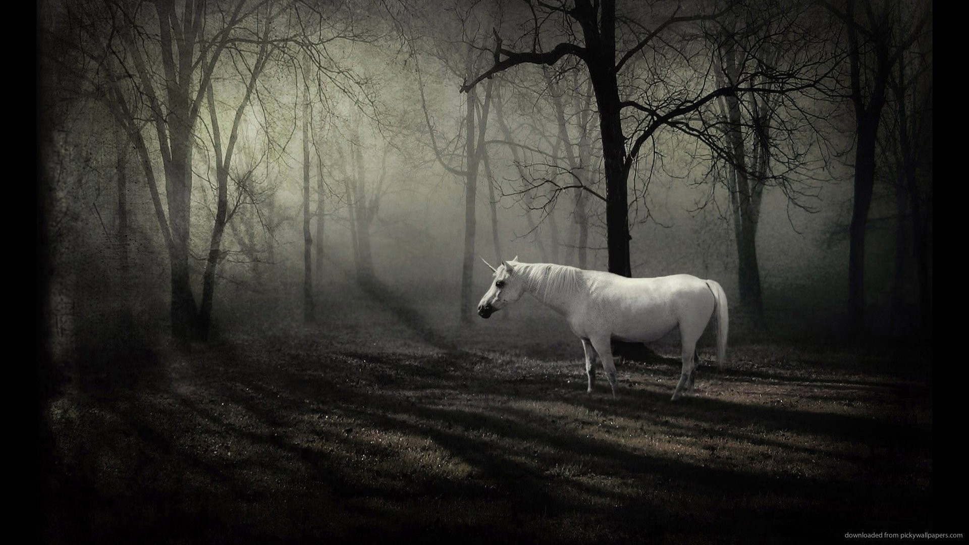 1920x1080 Unicorn in dark forest picture