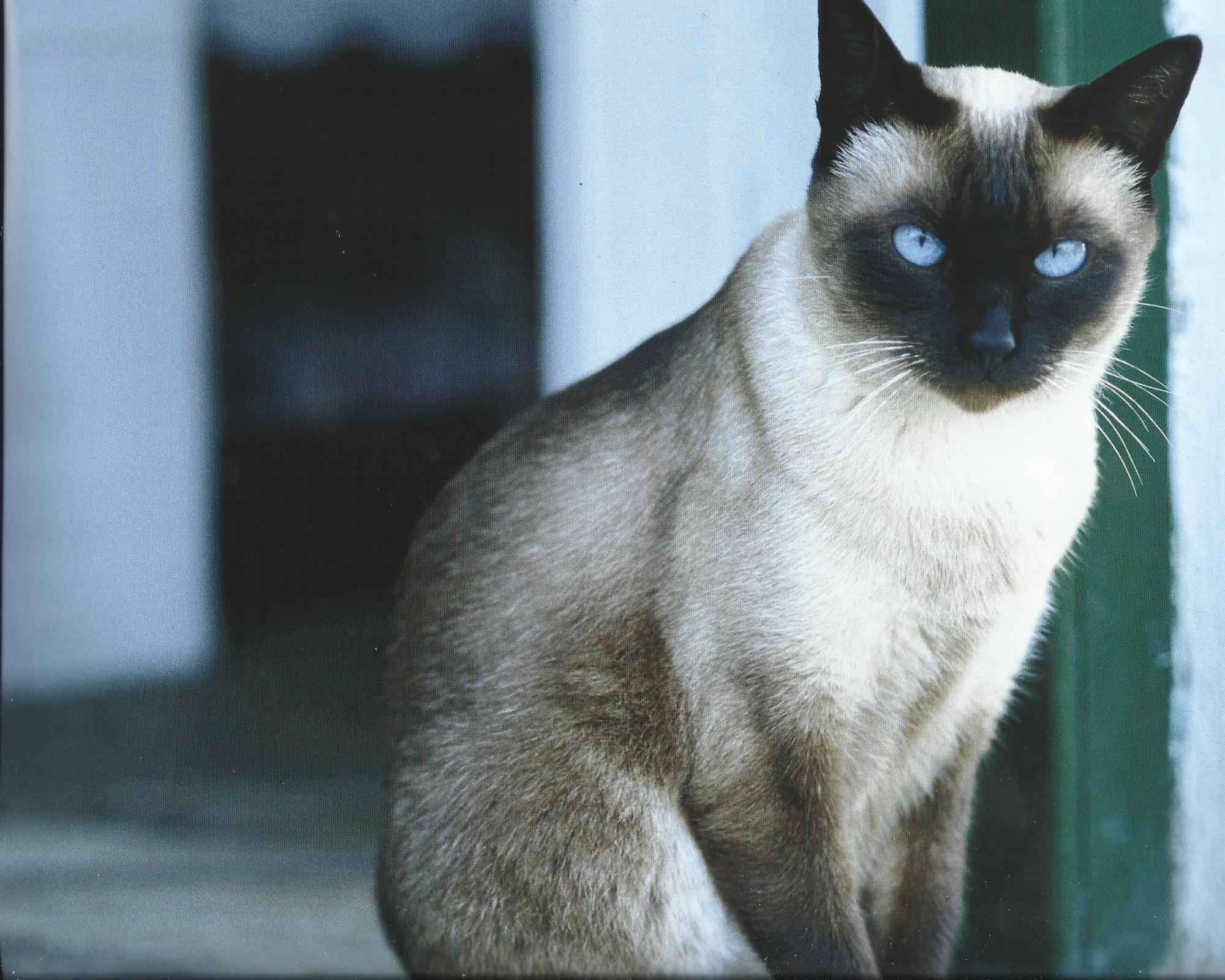 2000x1600 Siamese Cat Wallpapers
