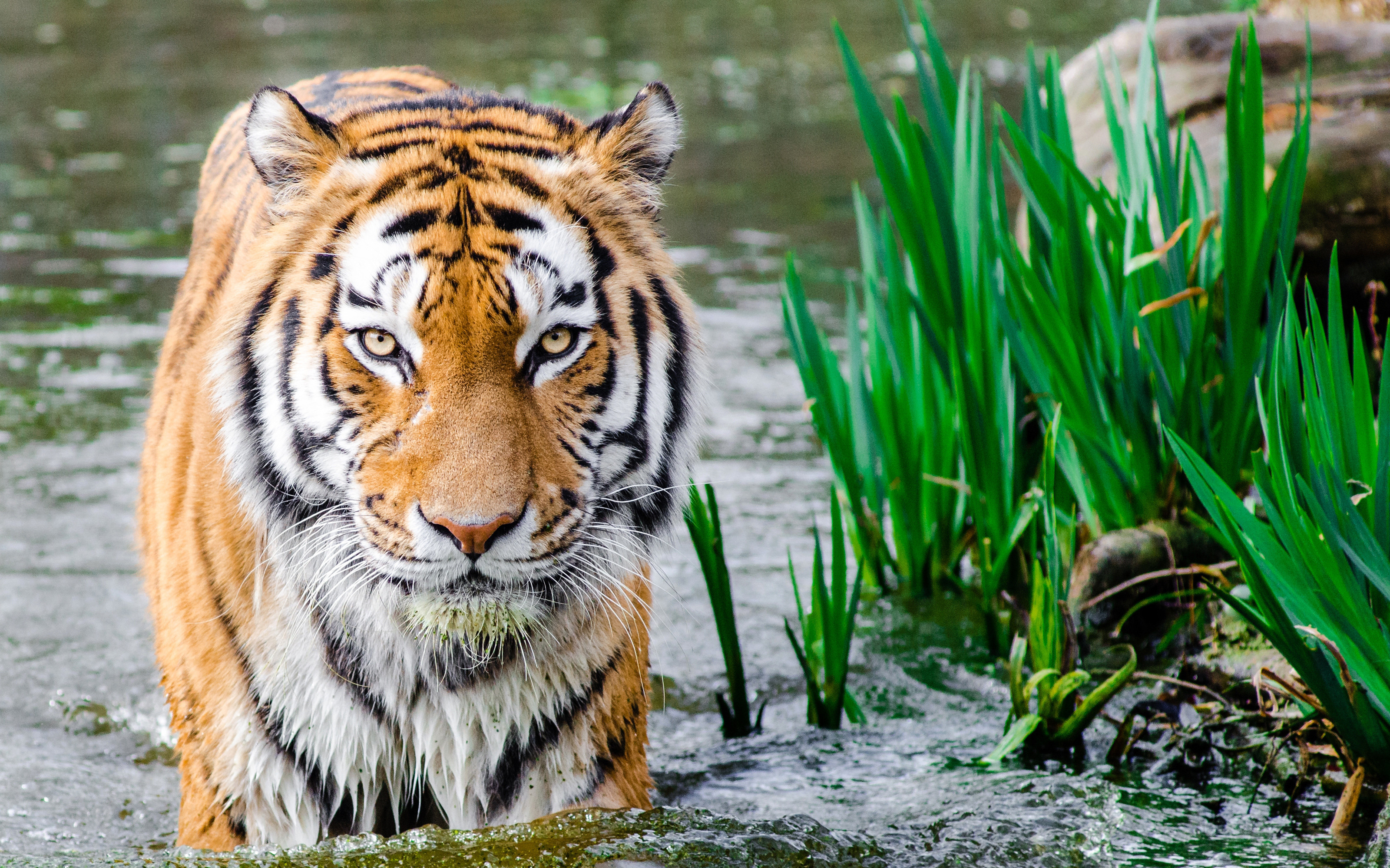 3200x2000 Tags: Tiger Water. Description: Download Tiger in Water HD wallpaper from  the ...
