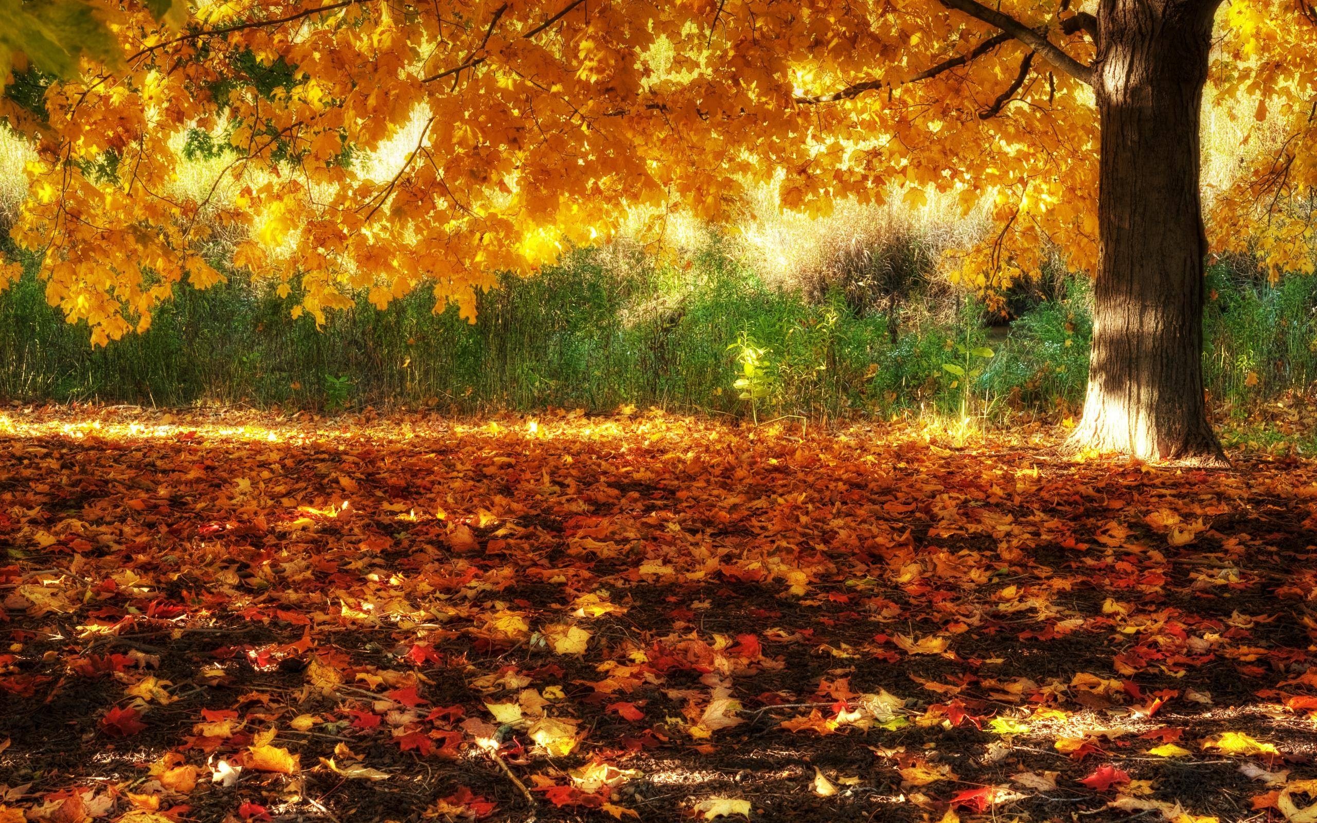 2560x1600 fall scenery backgrounds hd
