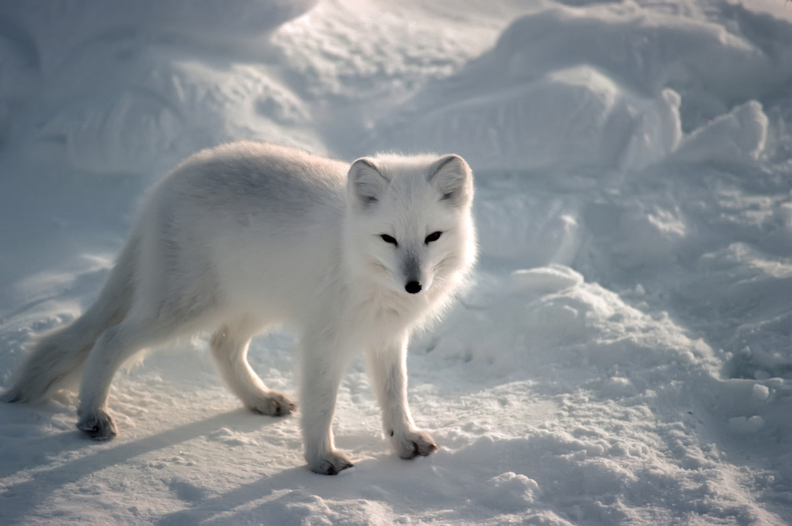 2741x1822 Arctic Fox - Pictures, Diet, Breeding, Life Cycle, Facts, Habitat .