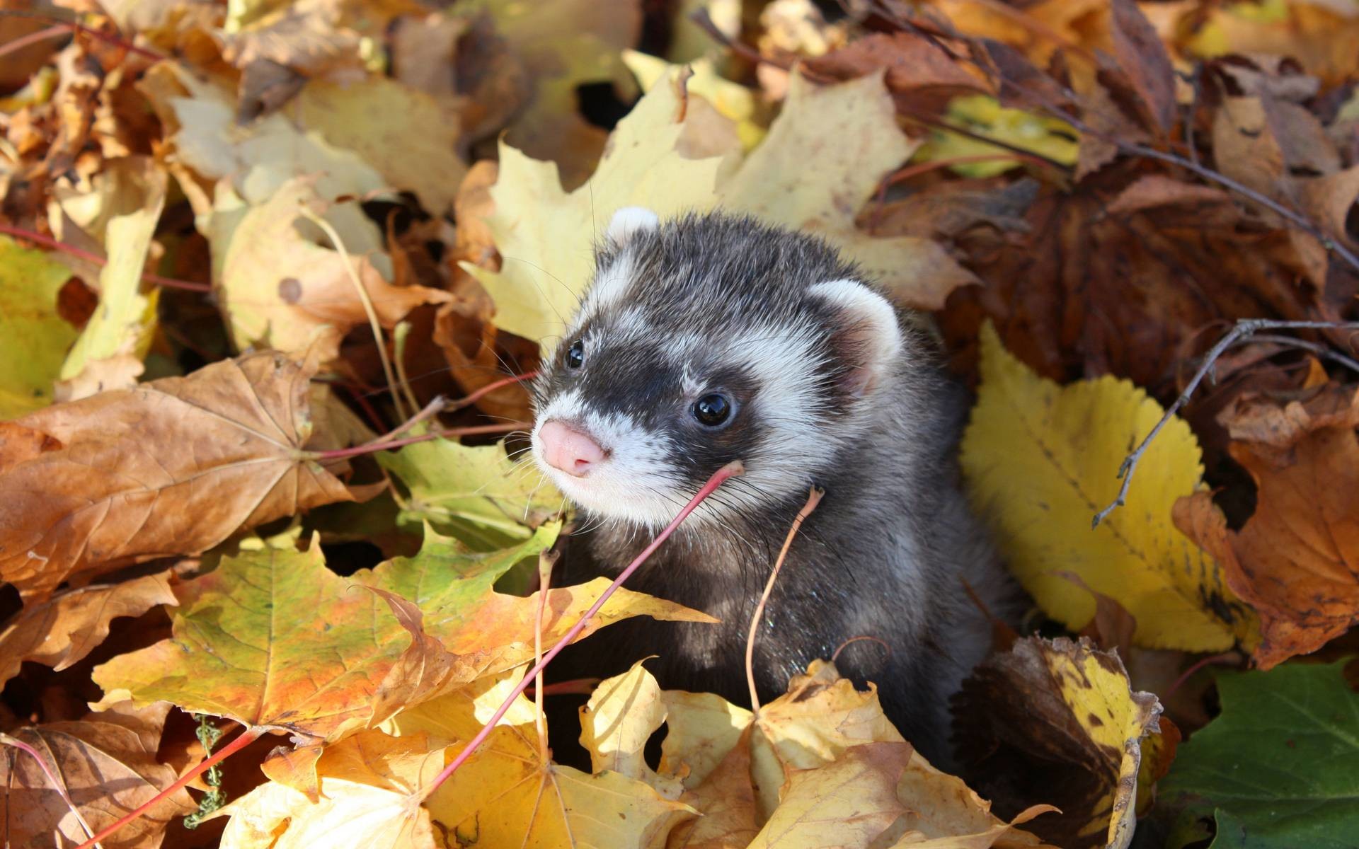 1920x1200 wallpaper.wiki-Animal-Ferret-Backgrounds-PIC-WPB005069