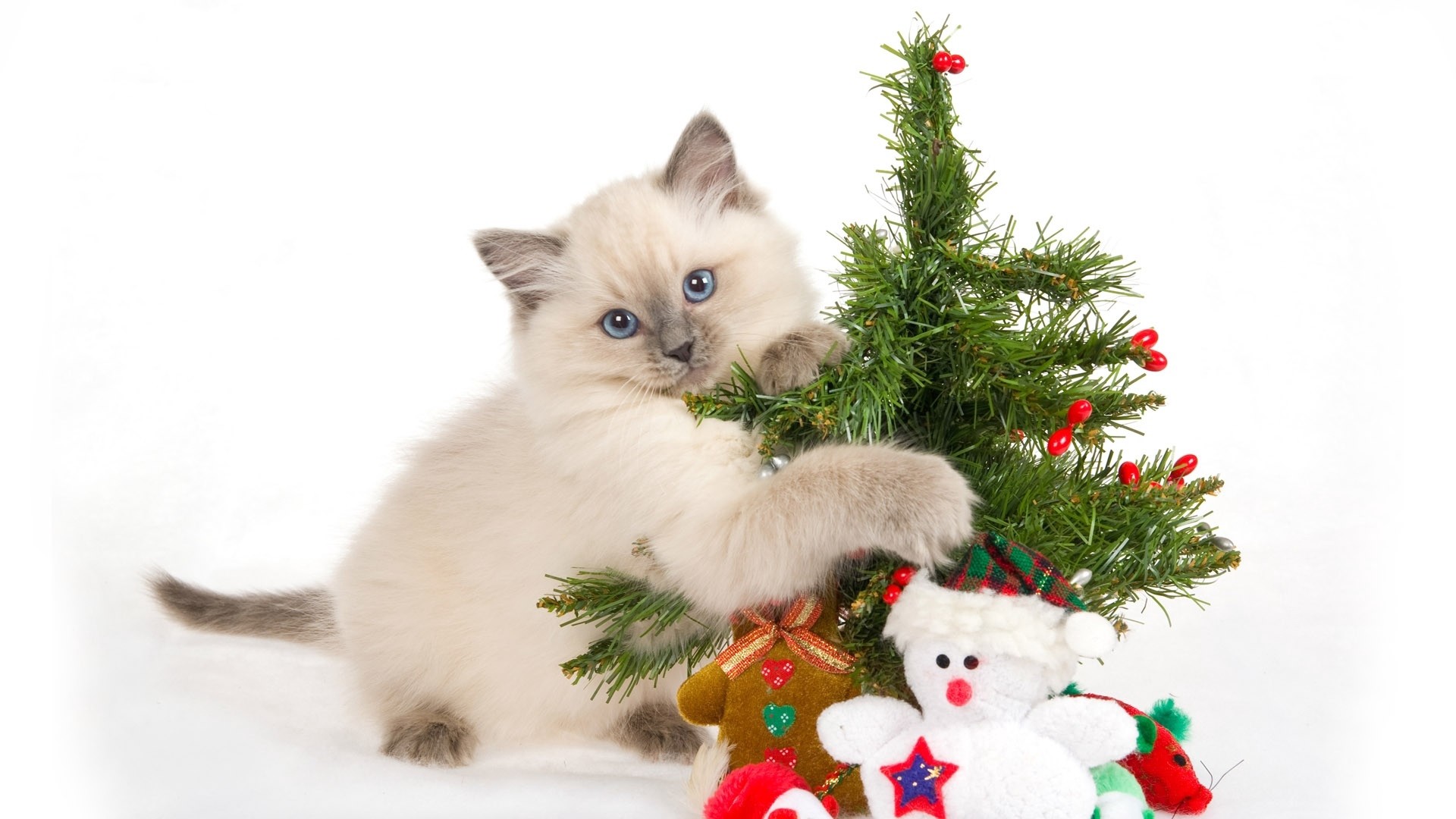 1920x1080  Wallpaper kitten, spotted, toys, tree, new year, christmas