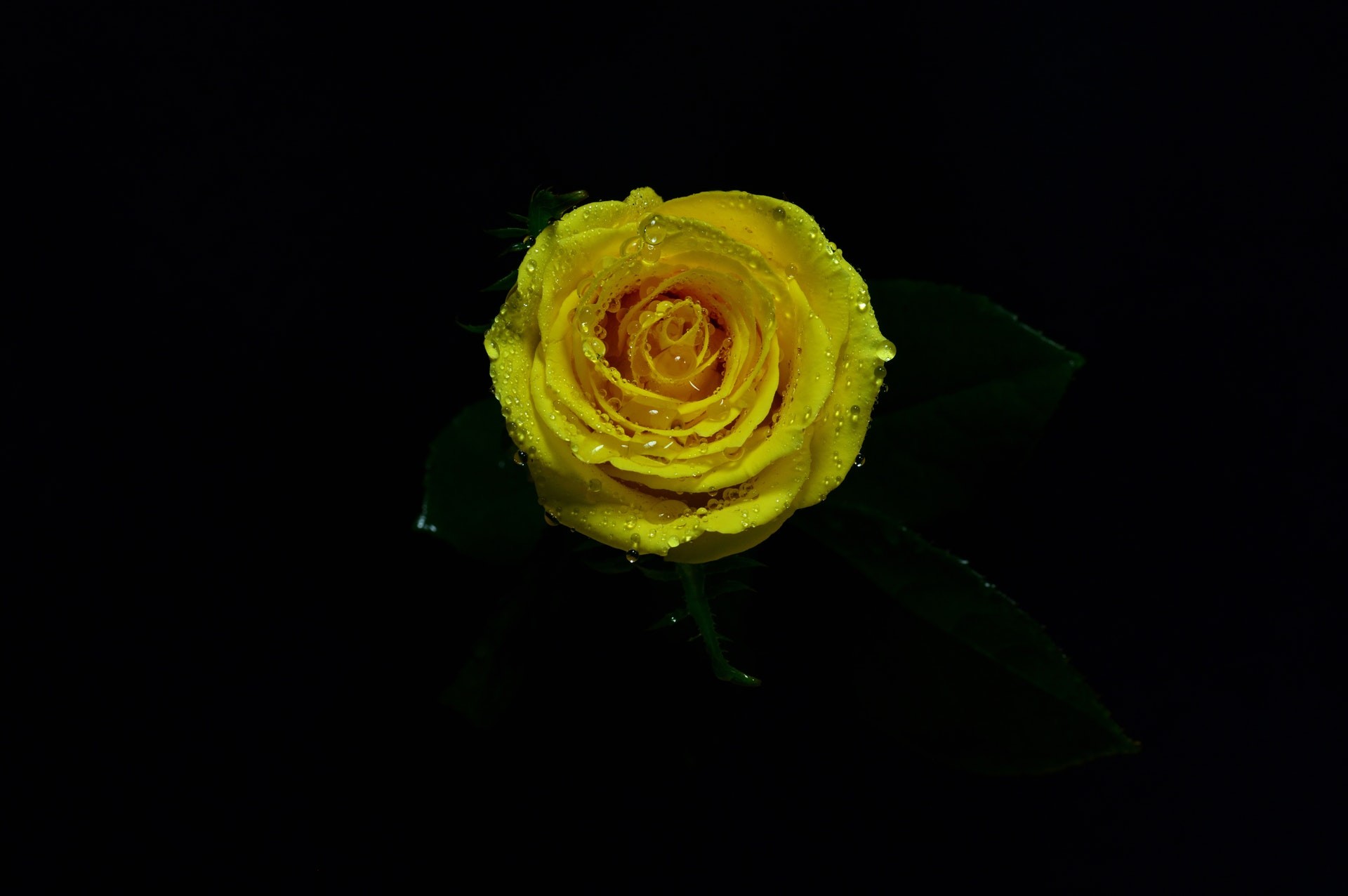 1920x1276 Wallpaper Of A Yellow Rose Flower