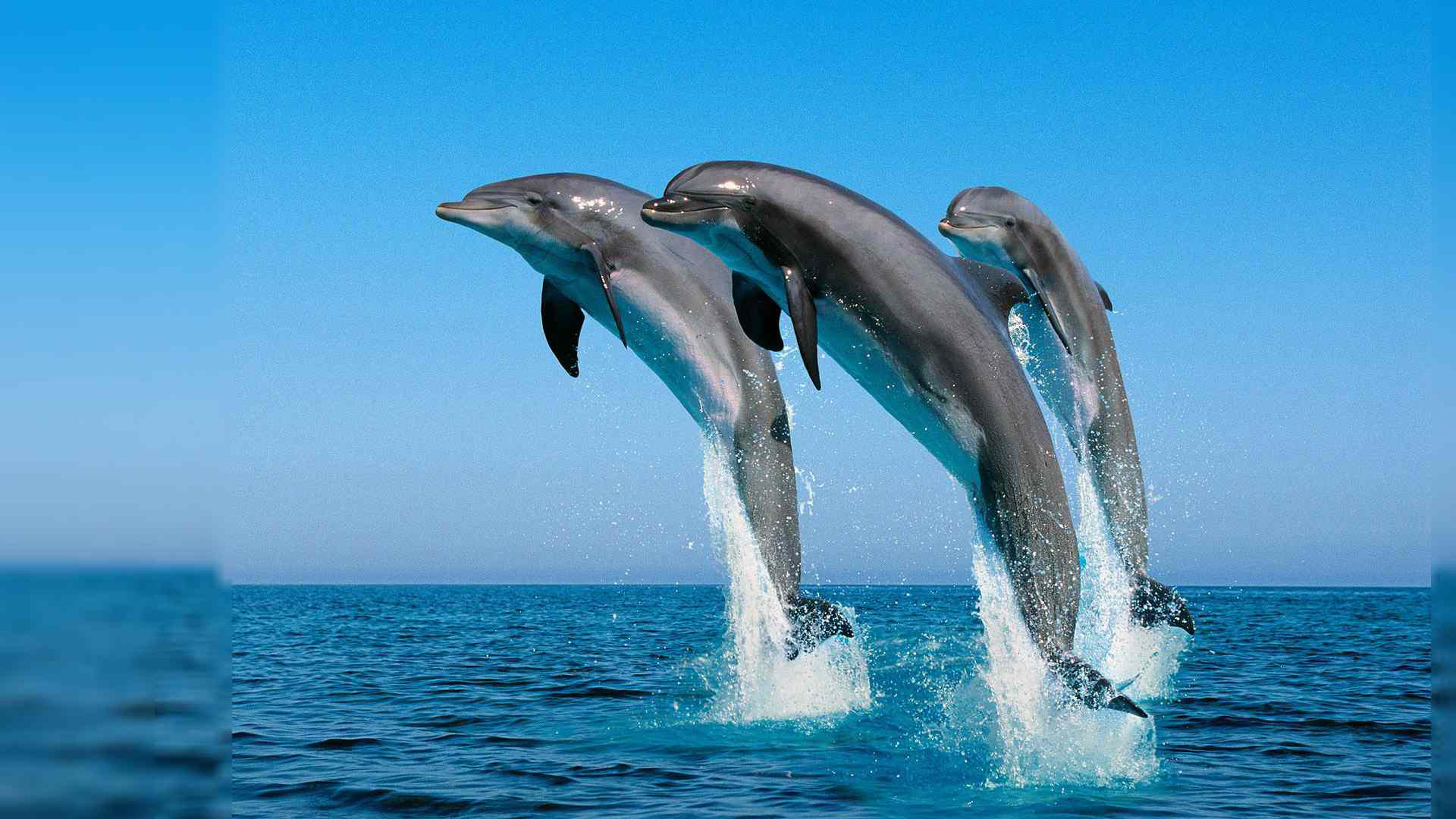 2560x1440 Dolphins Jump In The Air To The Caribbean Sea Summer Hd Wallpapers For  Desktop  : Wallpapers13.com