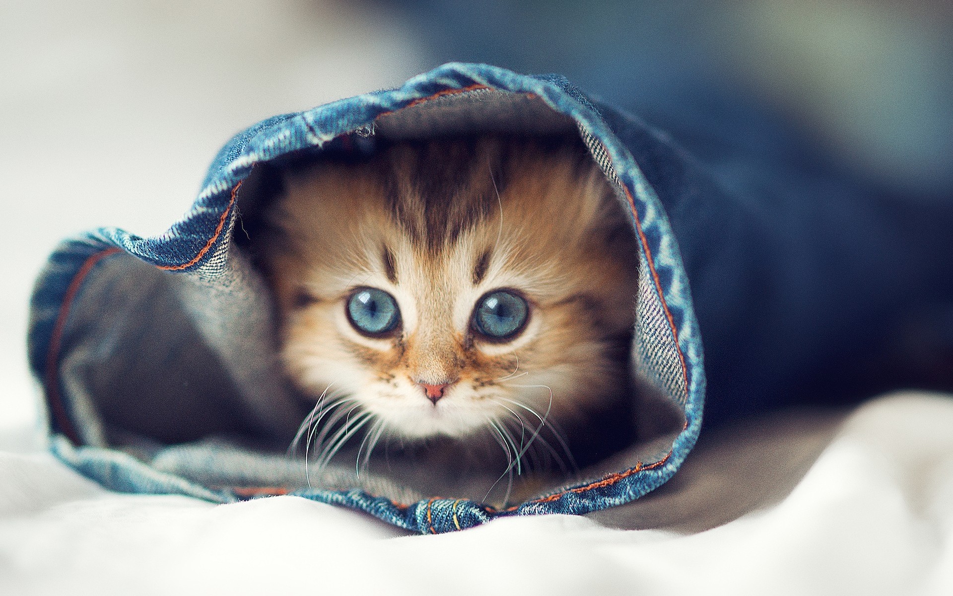 1920x1200 Cat Tumblr in jeans is a fantastic HD wallpaper for your PC or Mac and is