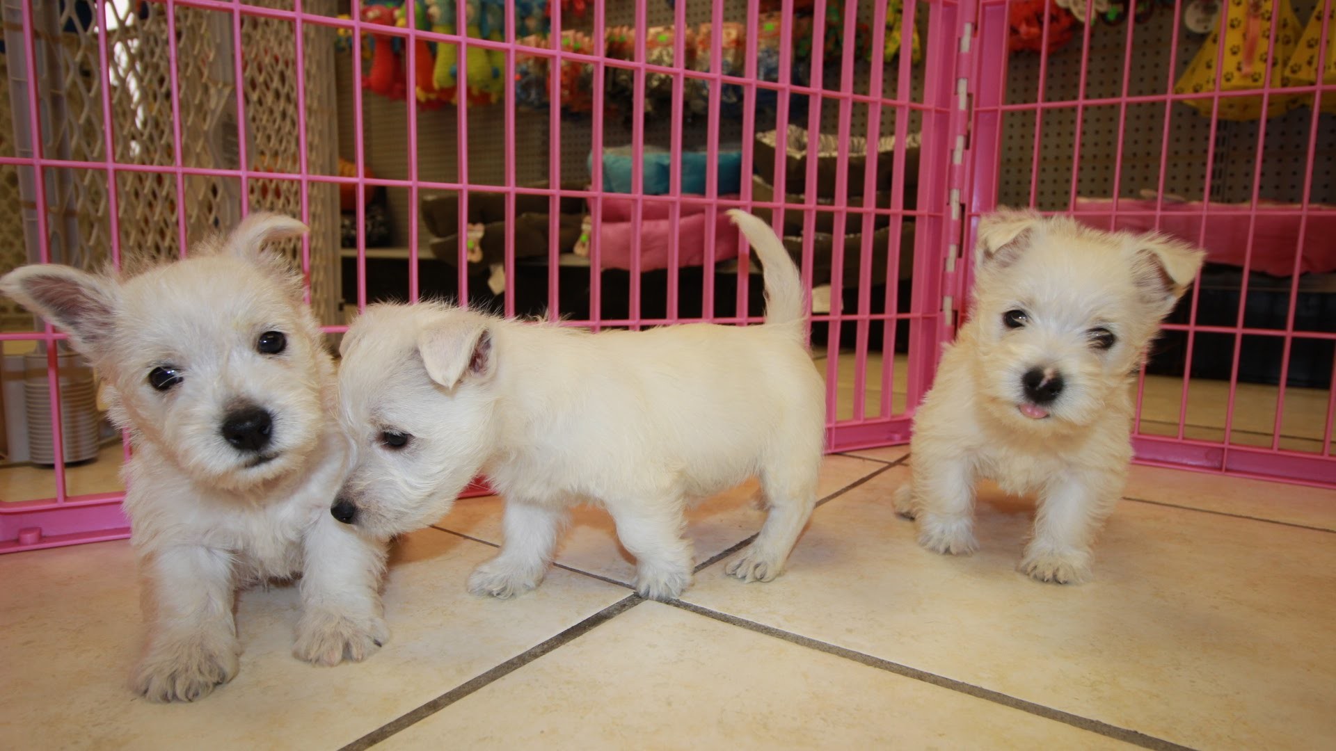 1920x1080 West Highland White Terrier, Westie, Puppies, Dogs, For Sale, In Atlanta,  Georgia, GA, Savannah - YouTube