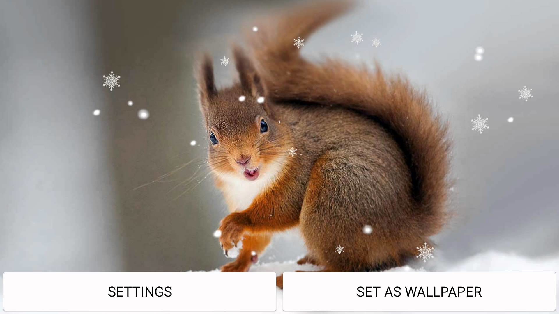 1920x1080 Winter Squirrel live wallpaper