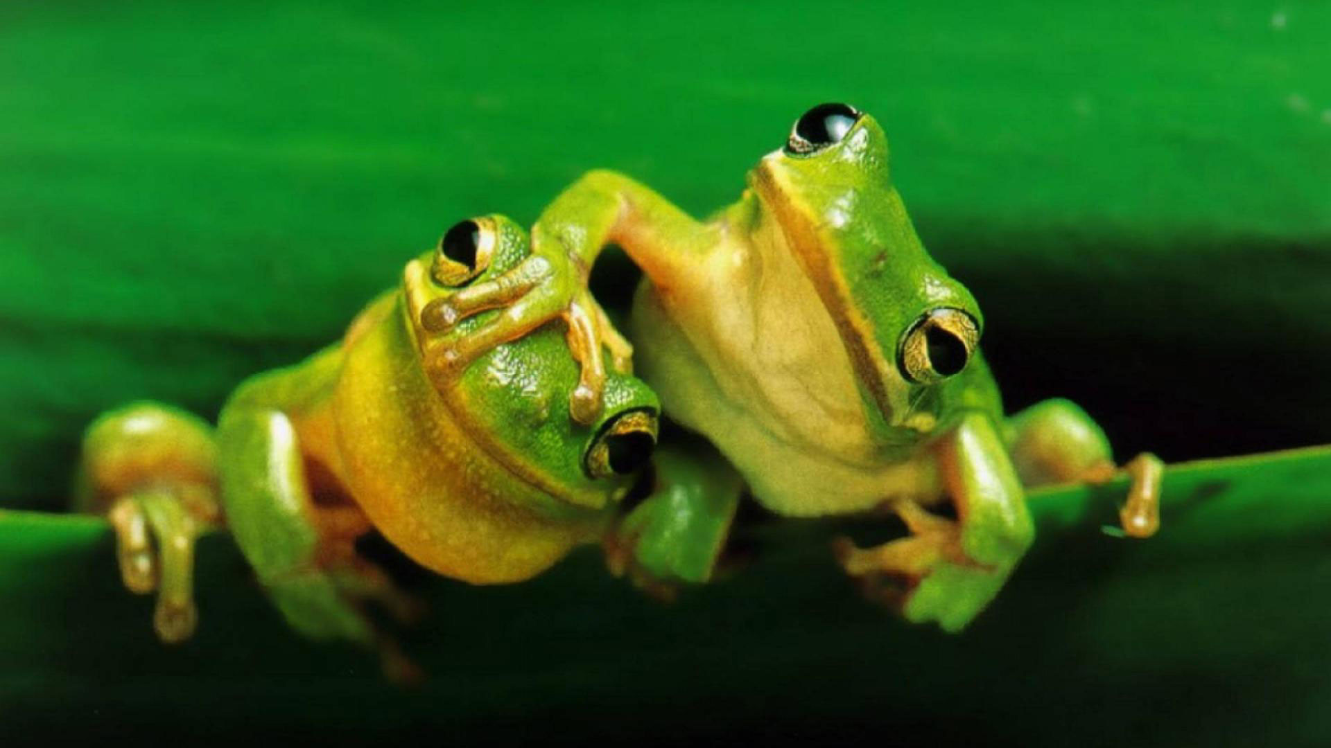 1920x1080 hd pics photos cute funny green frogs pair beautiful hd quality desktop  background wallpaper