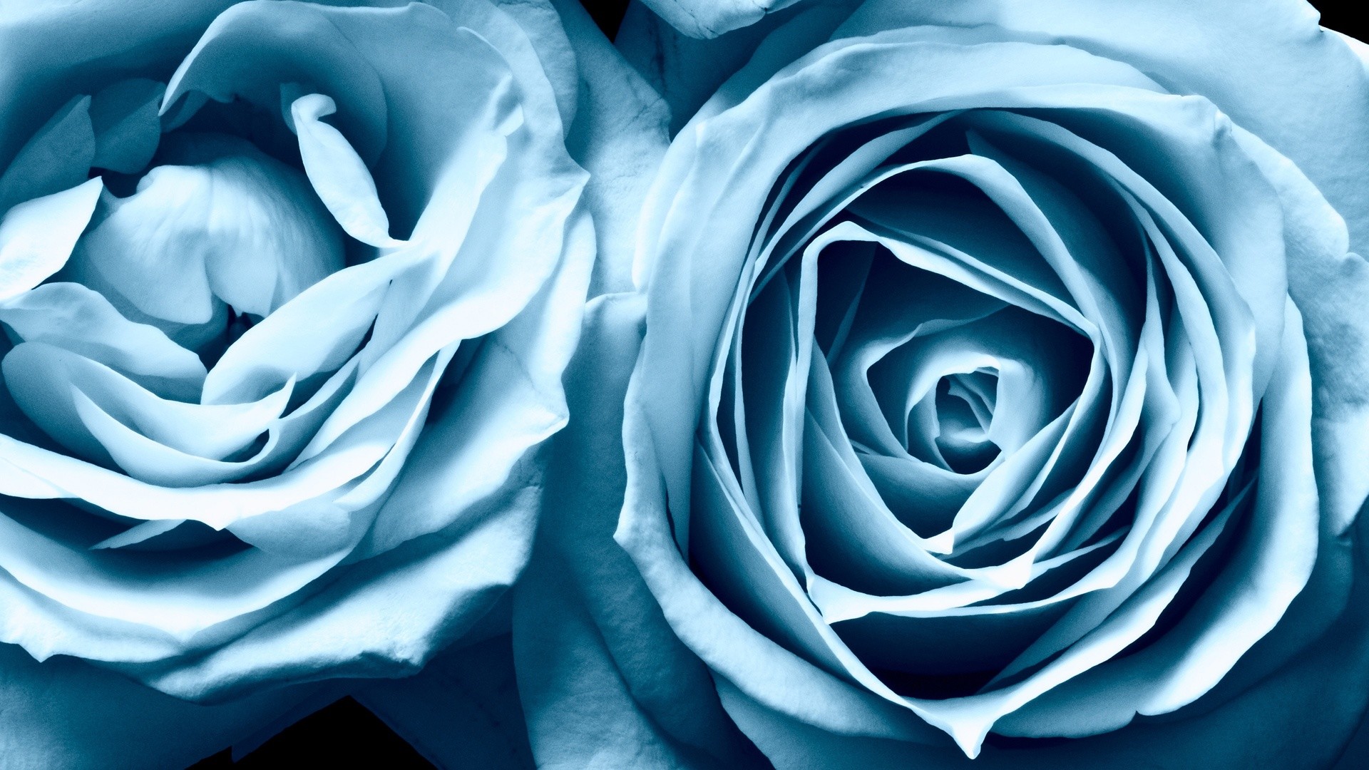1920x1080 Flowers Wallpapers : Blue Roses Widescreen #1060  pixel .