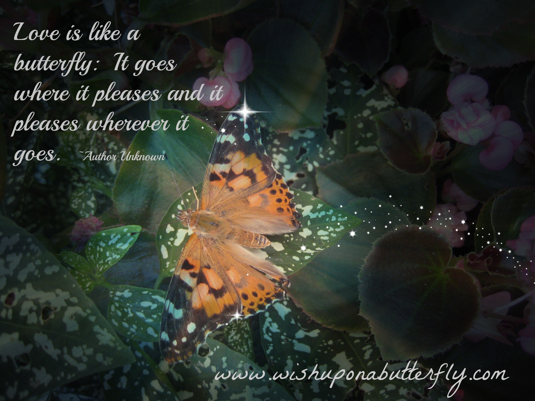 2048x1536 Love is like a butterfly It goes where it pleases and it pleases wherever  it goes