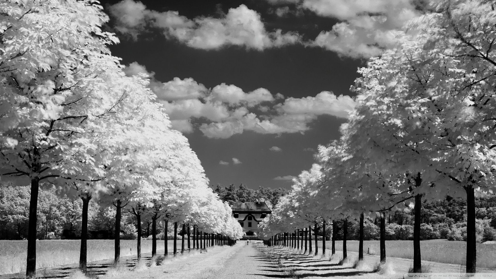 1920x1080 Best Wallpaper Photography Black And White: black and white tree .