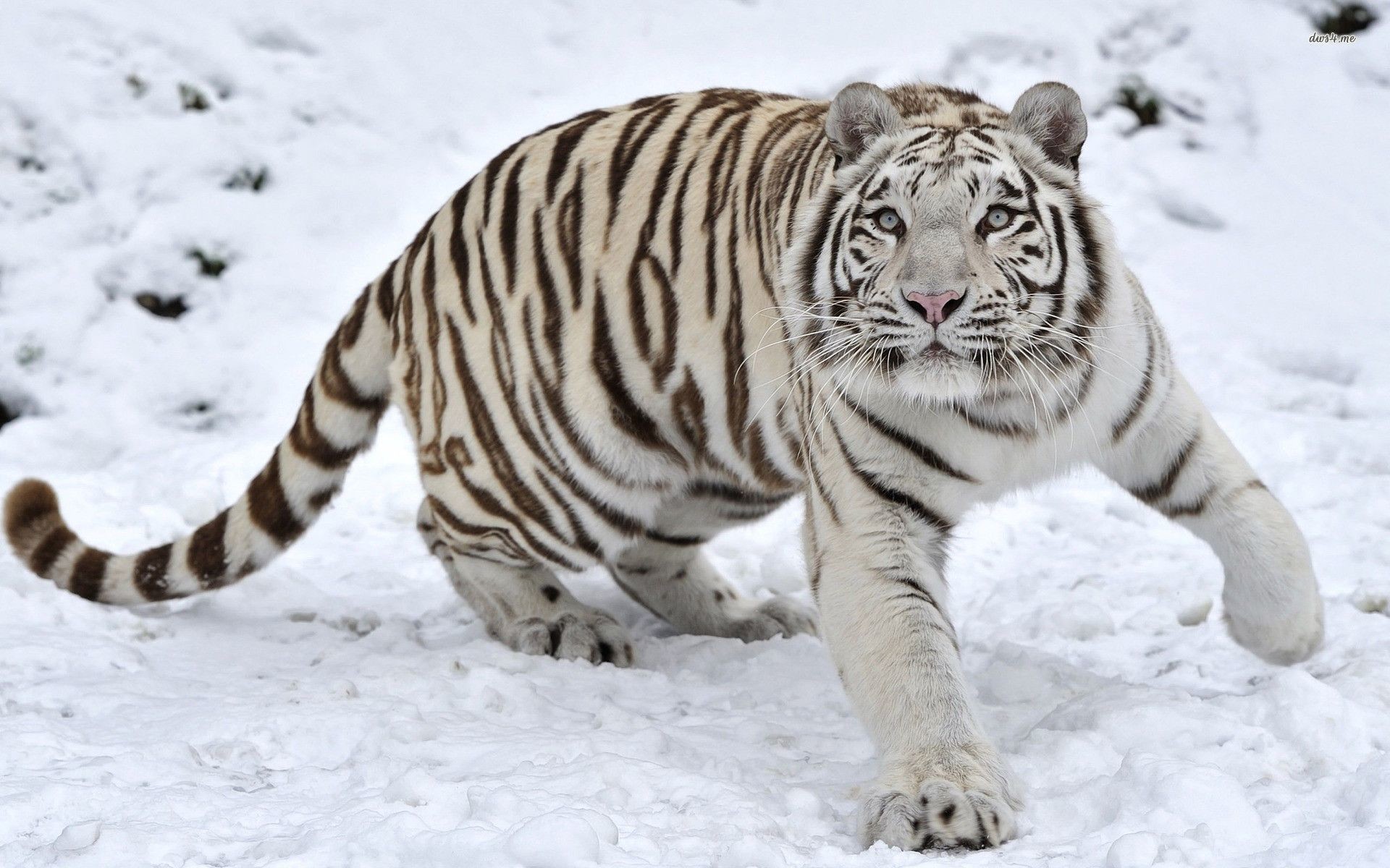 1920x1200 White Tiger Background Wallpapers WIN10 THEMES - HD Wallpapers