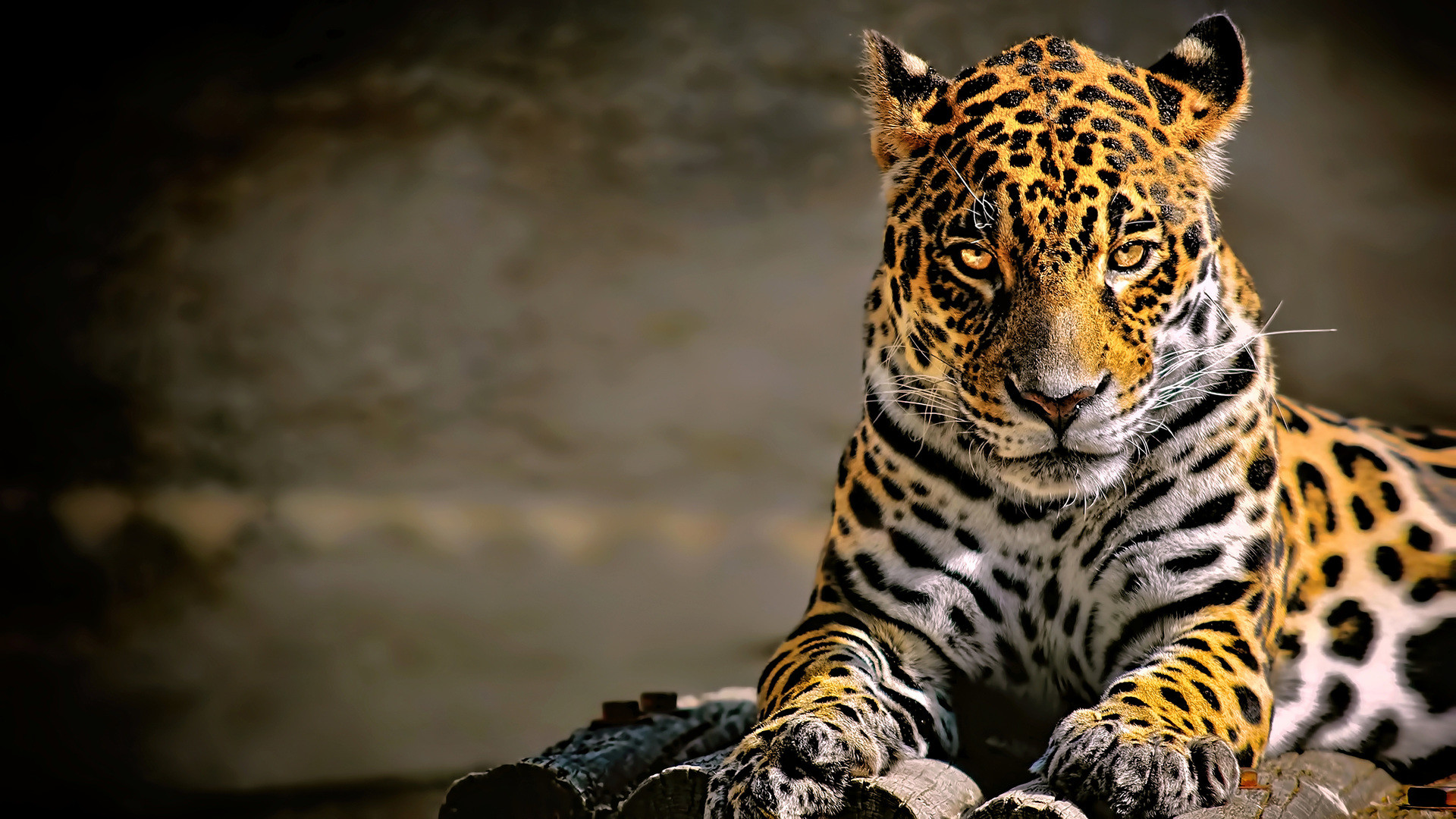 1920x1080 leopard-4k-glowing-eyes-kv.jpg