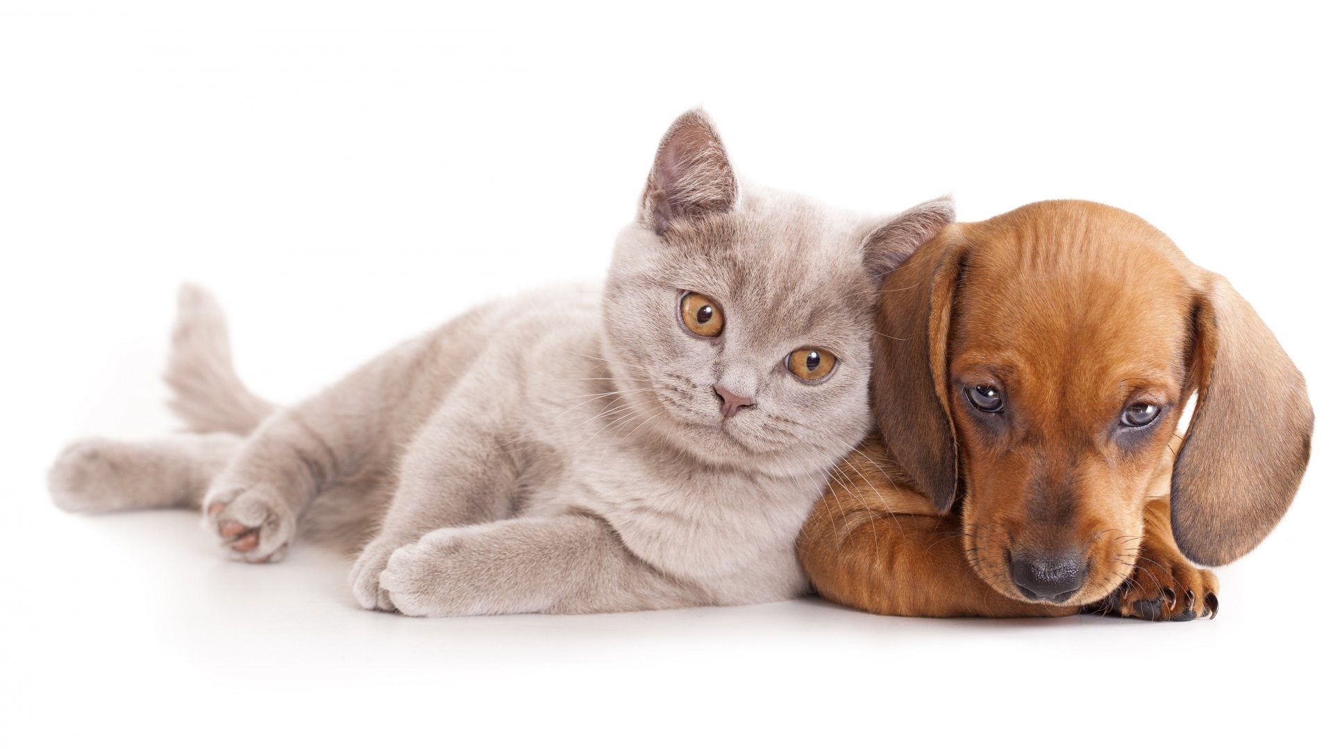 1920x1080 Best Cute cat dog free stock photos download