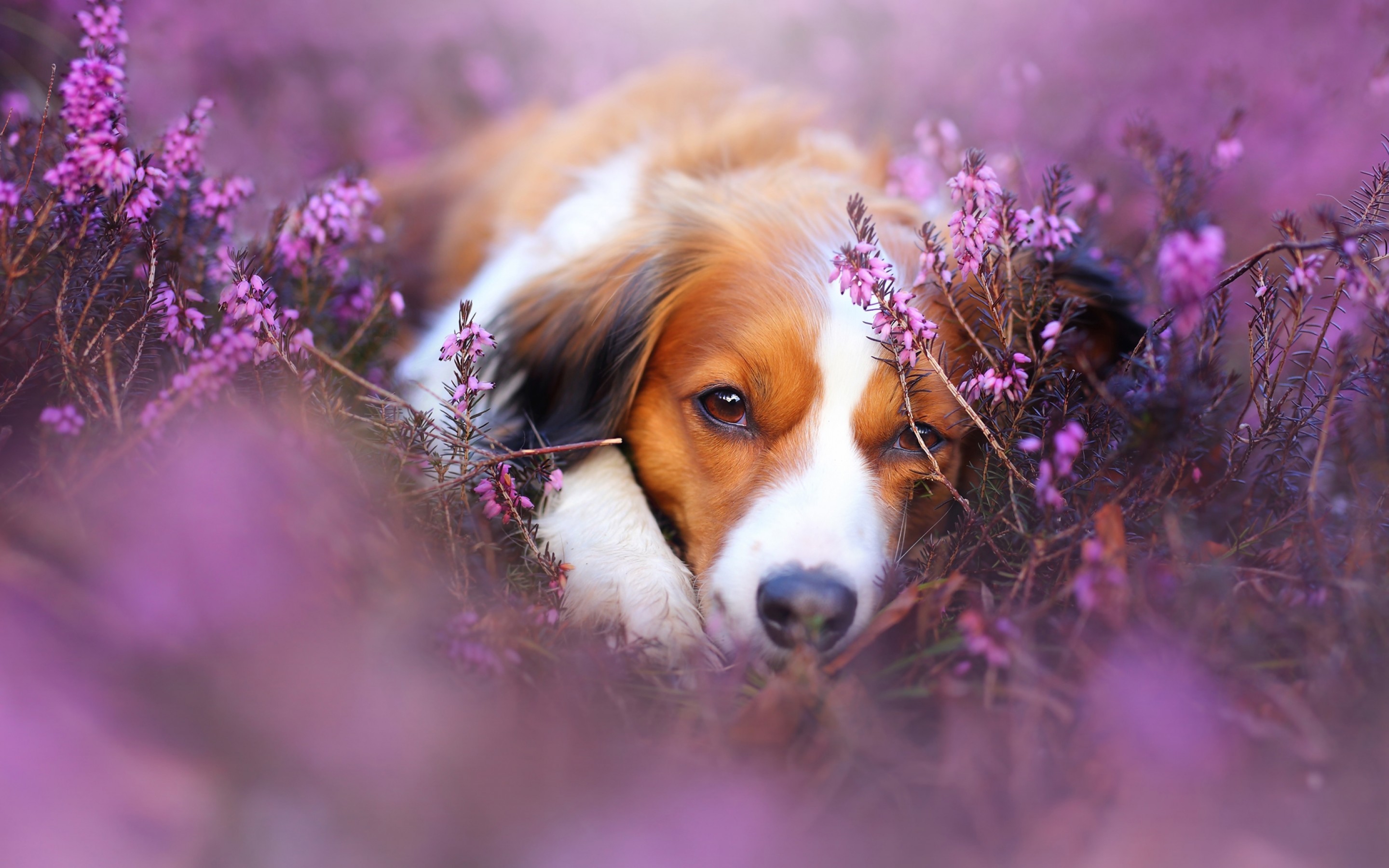2880x1800 Puppy, Adorable, Flowers, Dogs, Muzzle