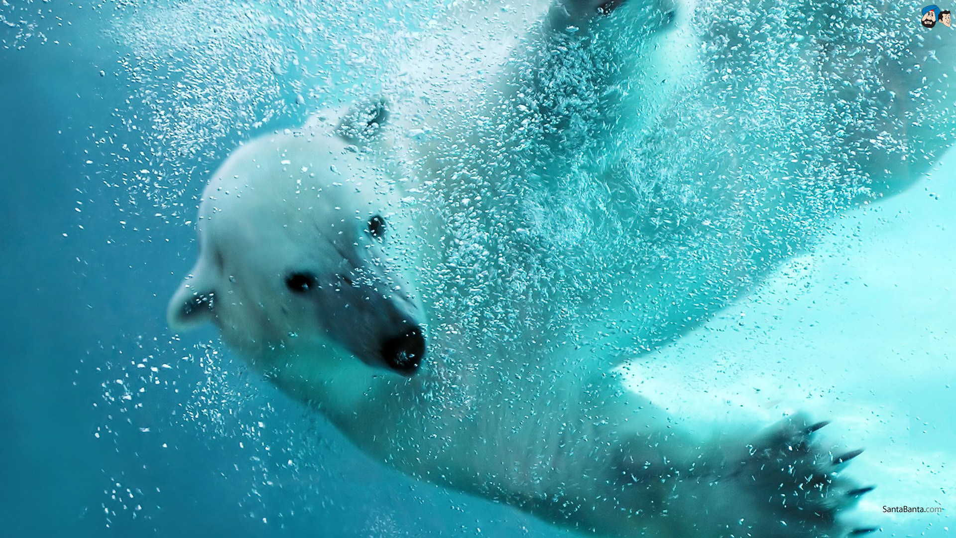 1920x1080 ice-king-polar-bear (12)