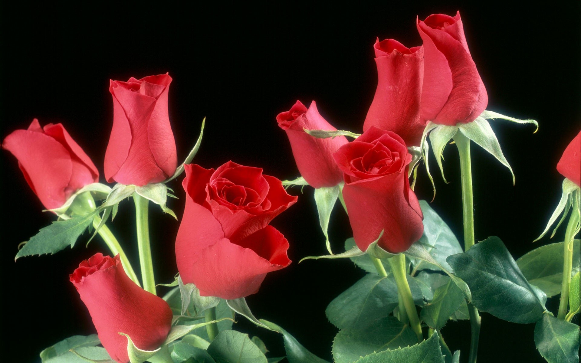 1920x1200 Red Roses Flowers